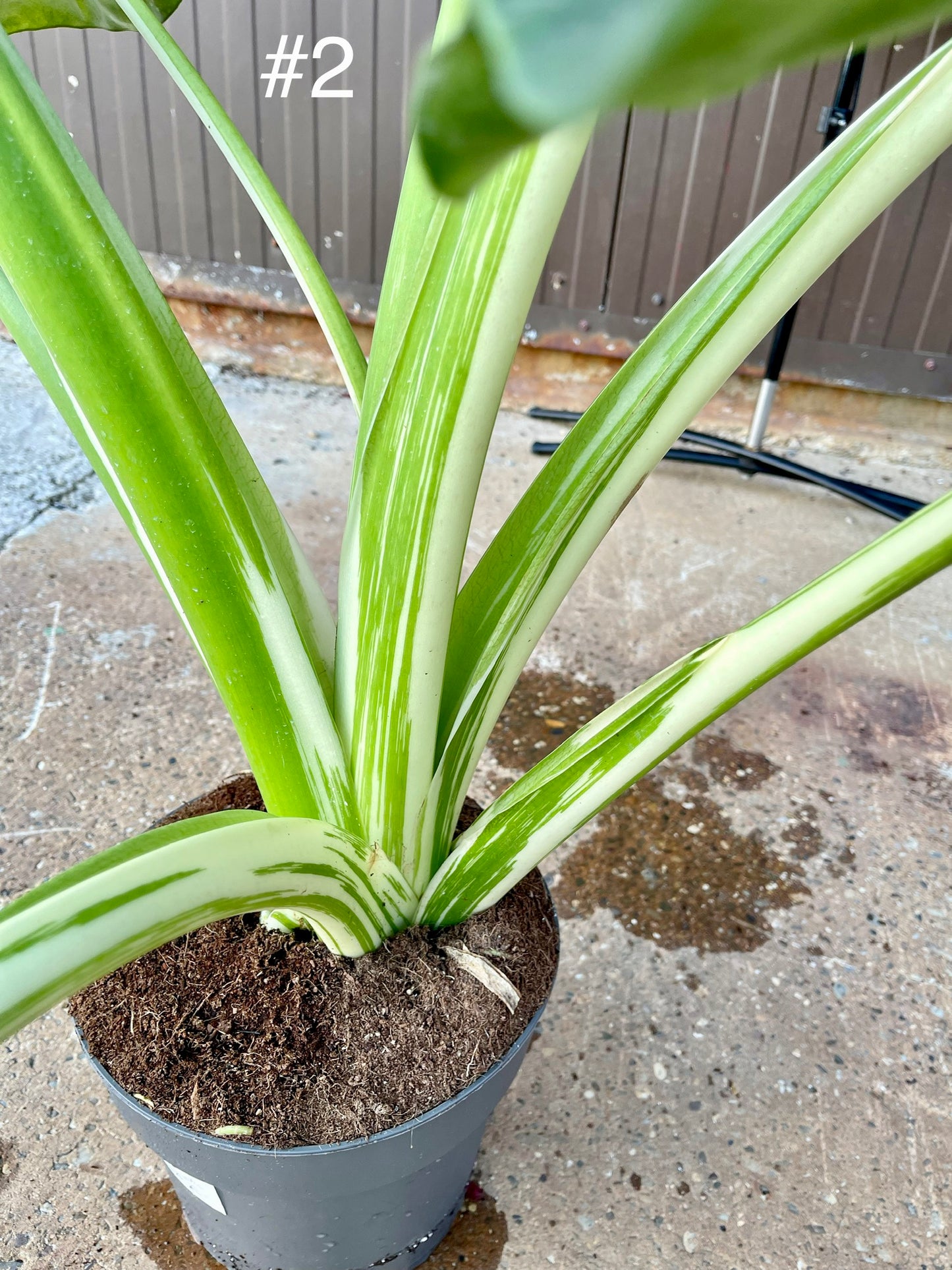 Alocasia macrorrhiza variegata XXL