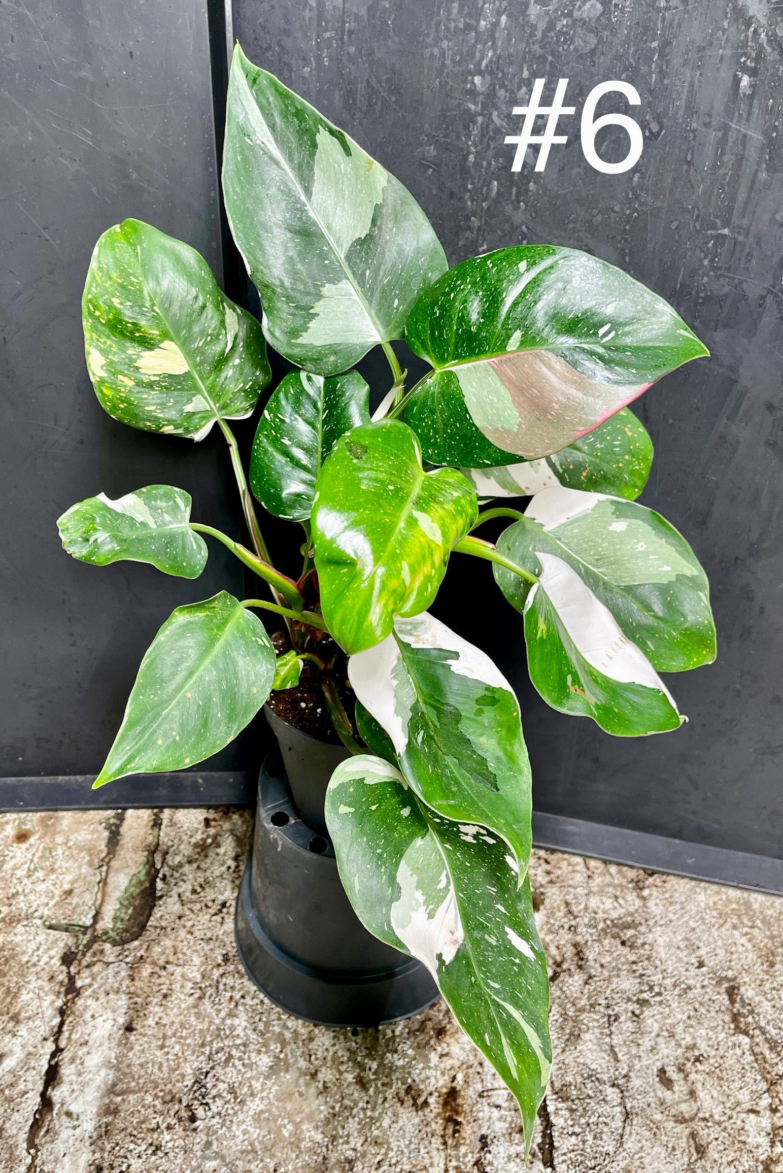 philodendron tricolor princess Philodendron white princess tricolor – L'arbre D'or 67
