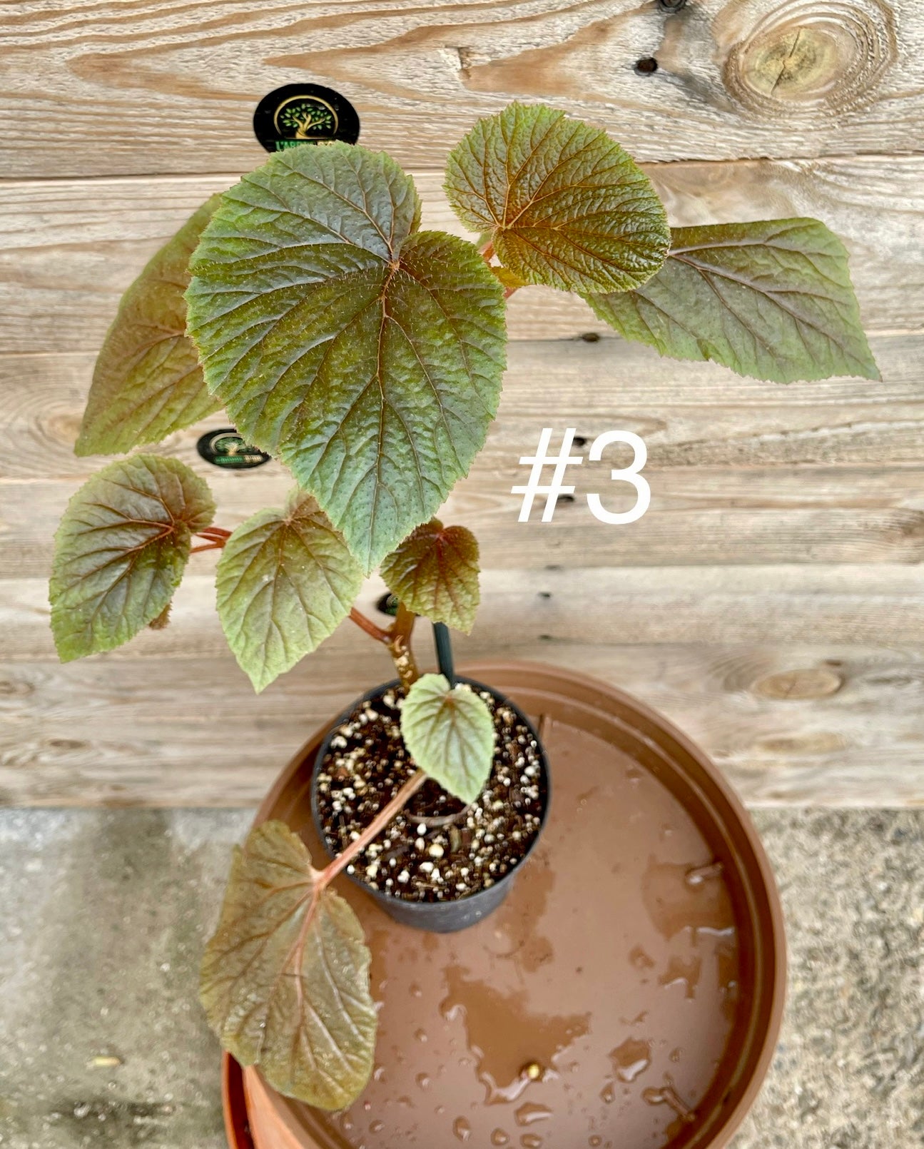Begonia bachiensis