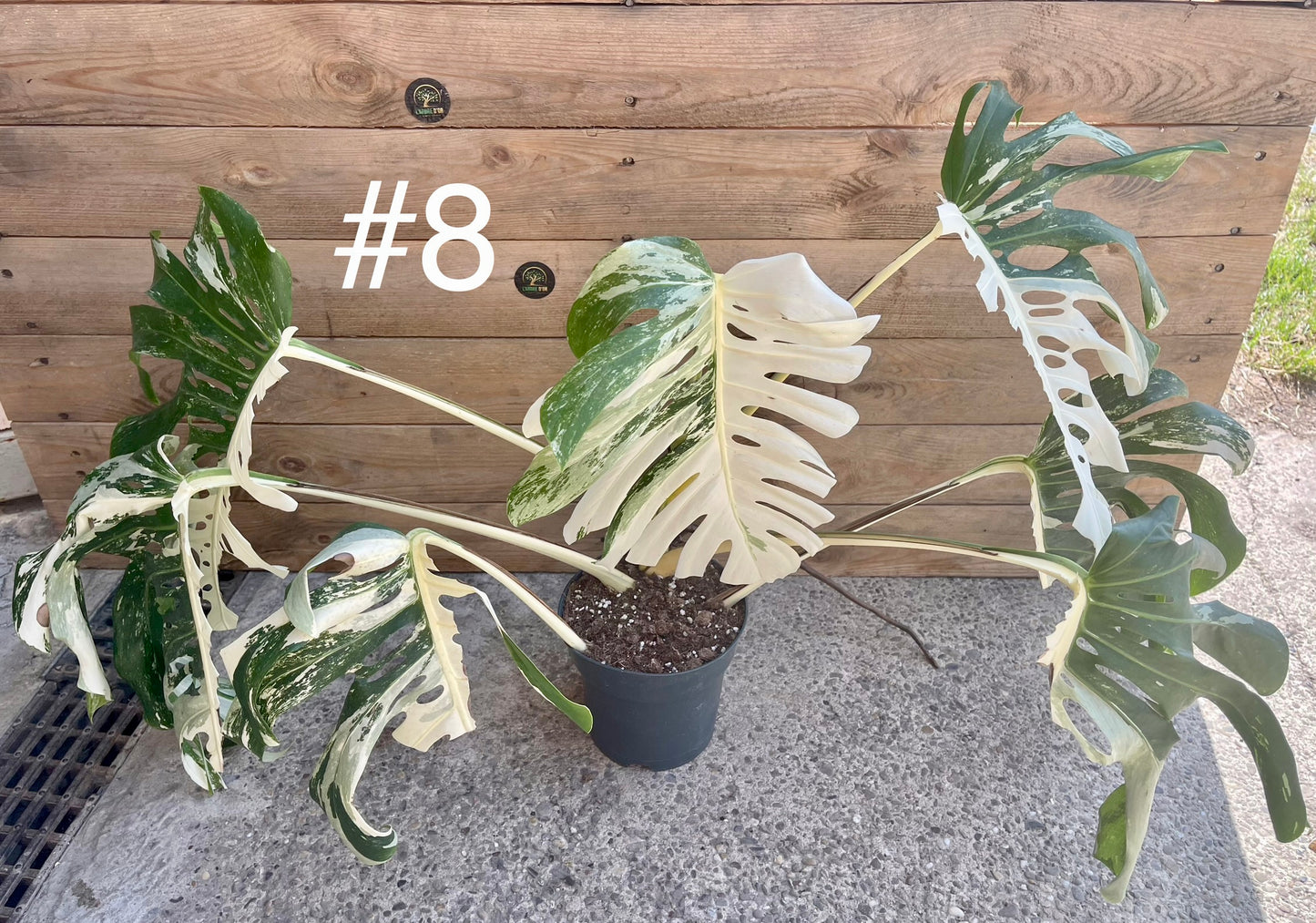 Monstera variegata big form haute variegation