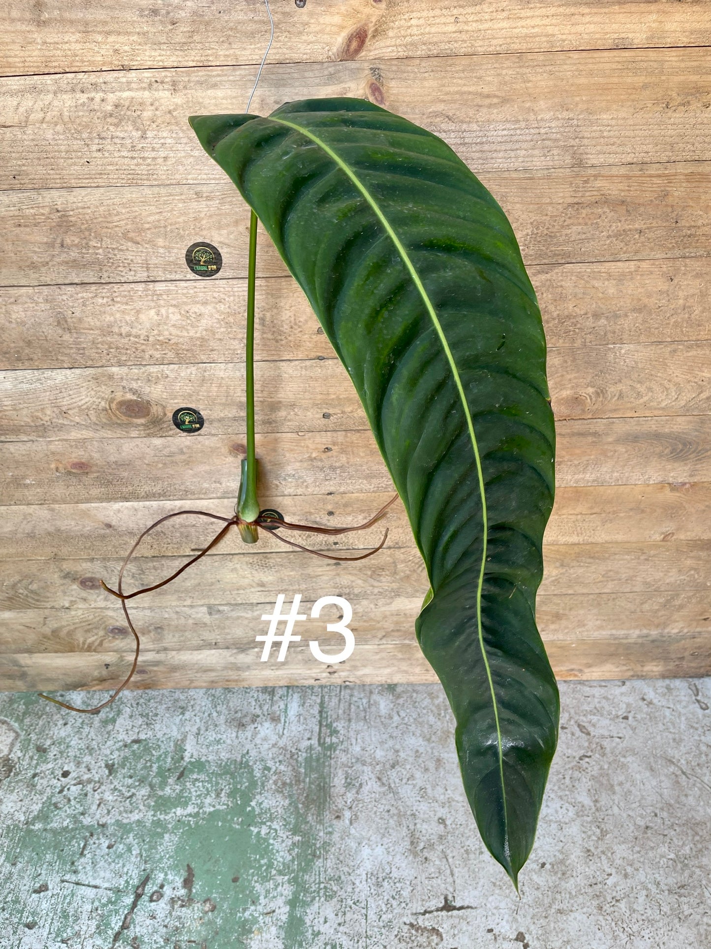 Philodendron Patriciae boutures XL