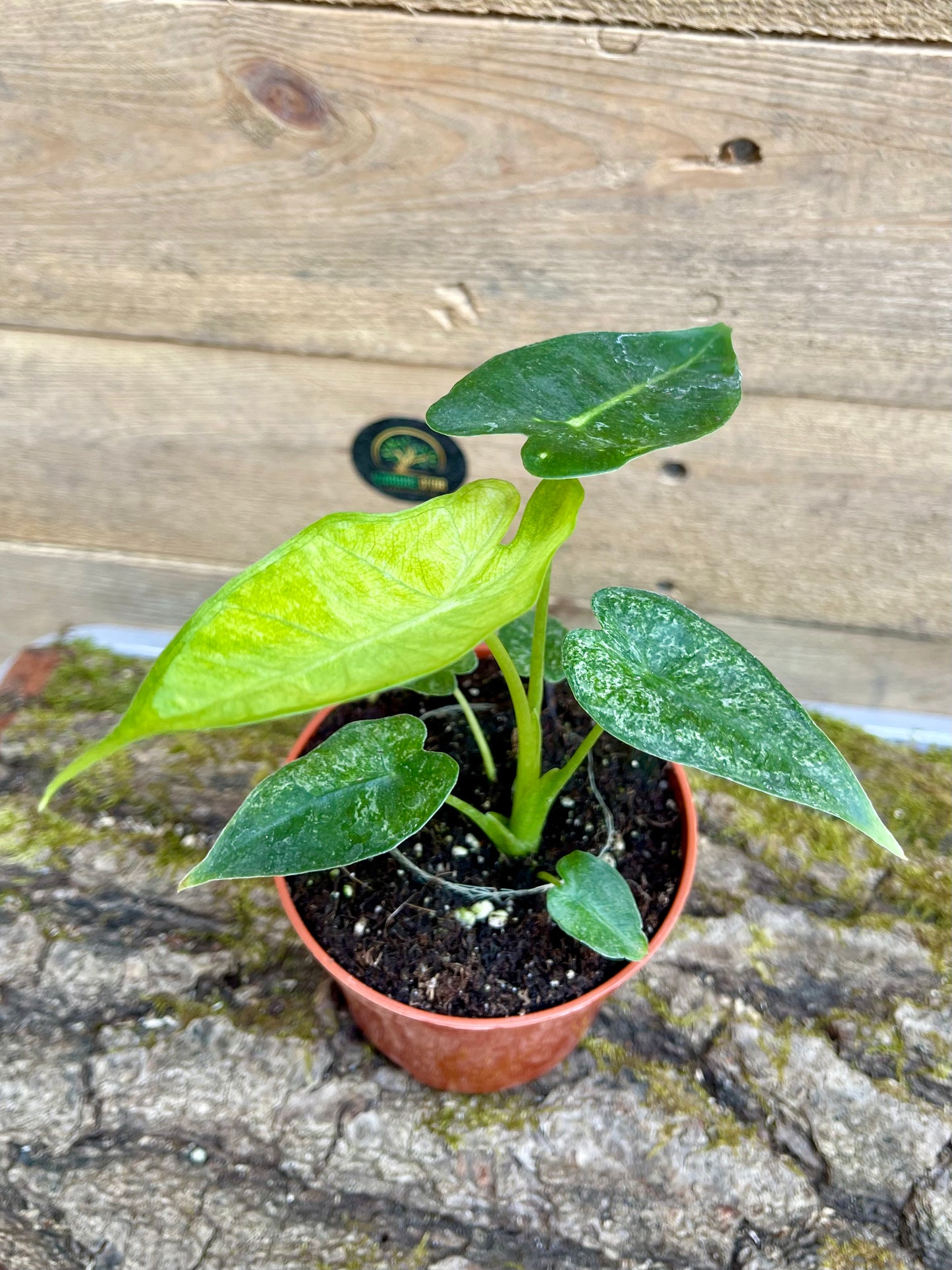Alocasia Frydek mint variegata