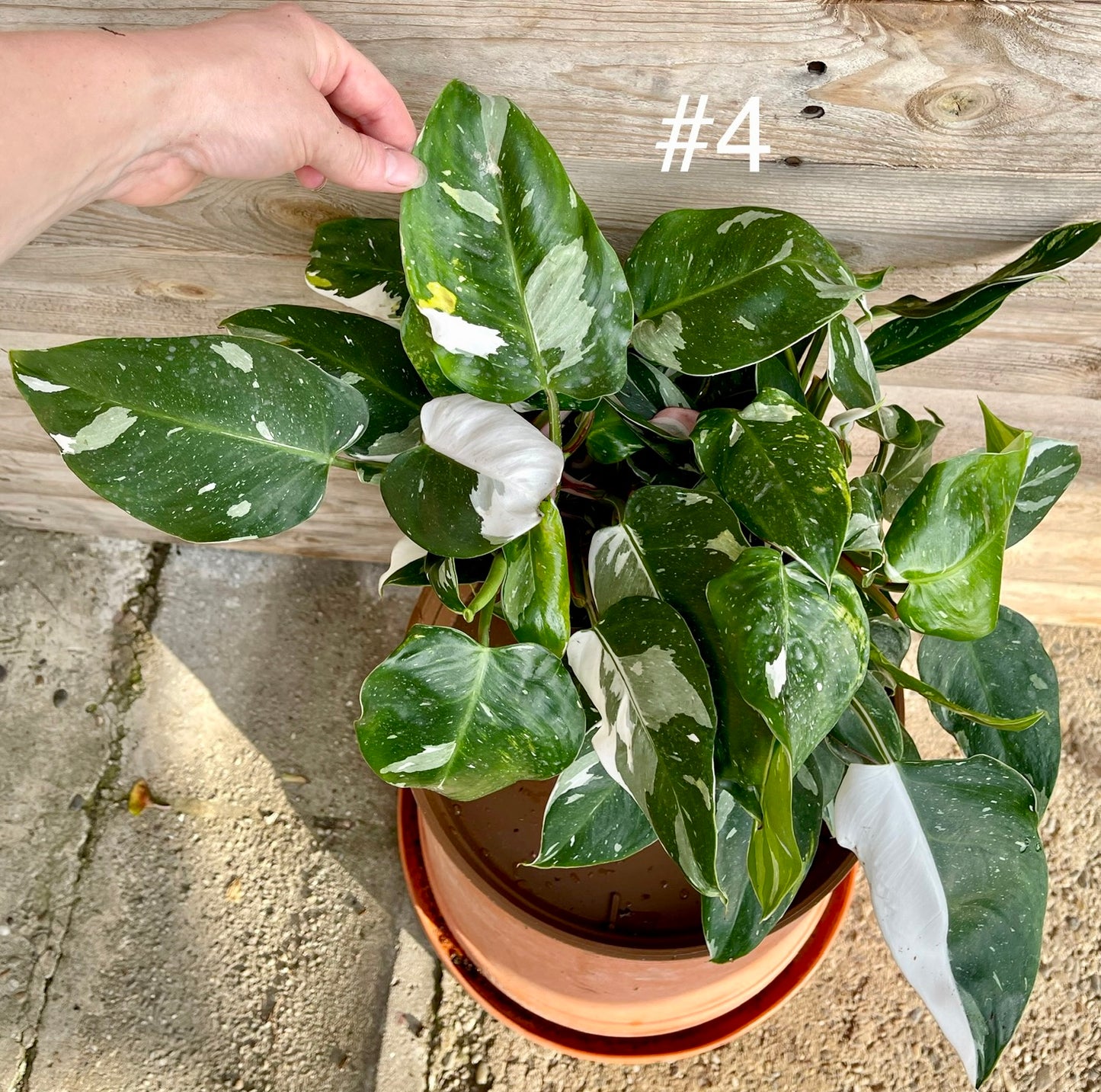 Philodendron white princess M