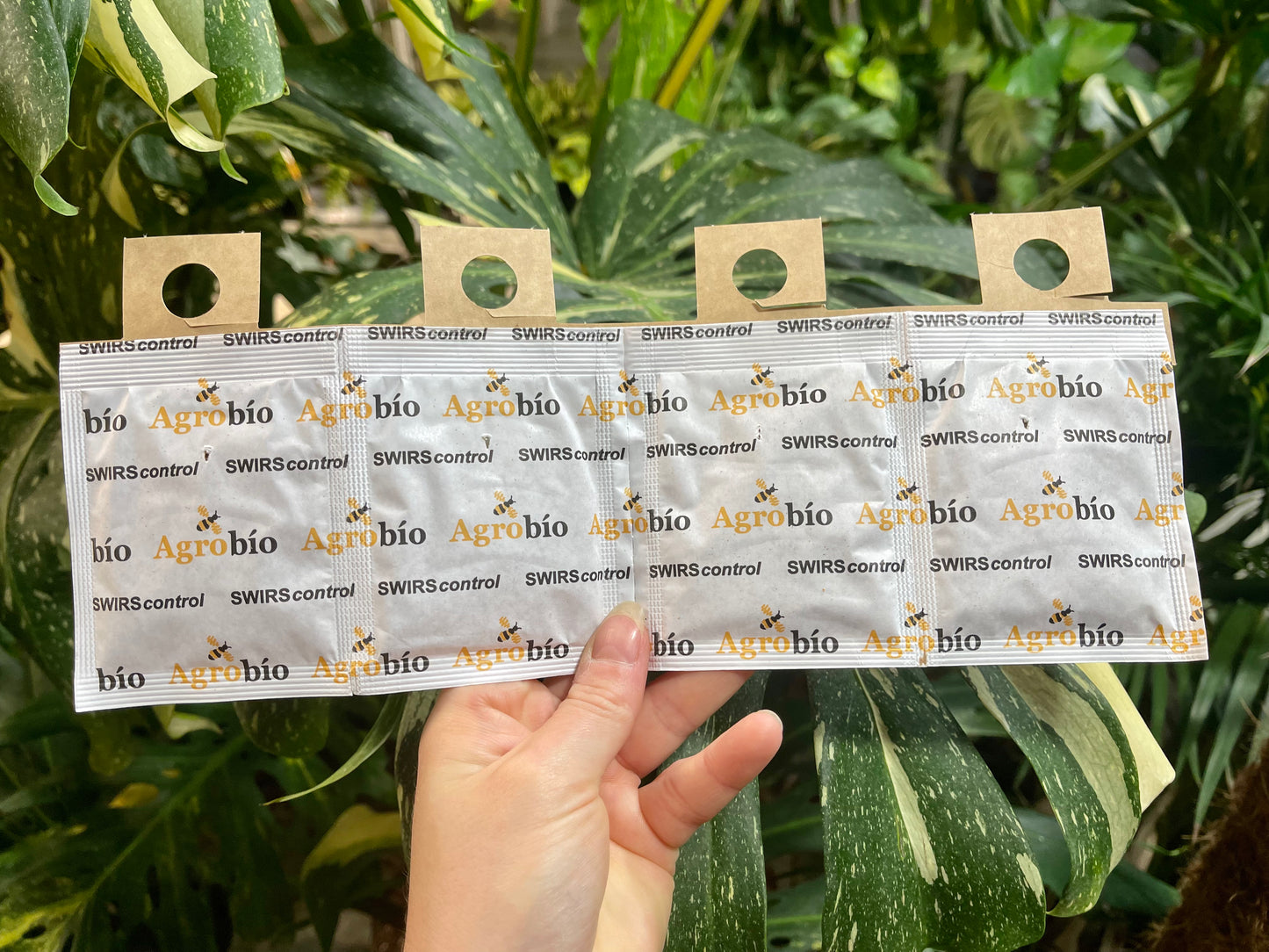 Amblyseius swirskii (lutte biologique)