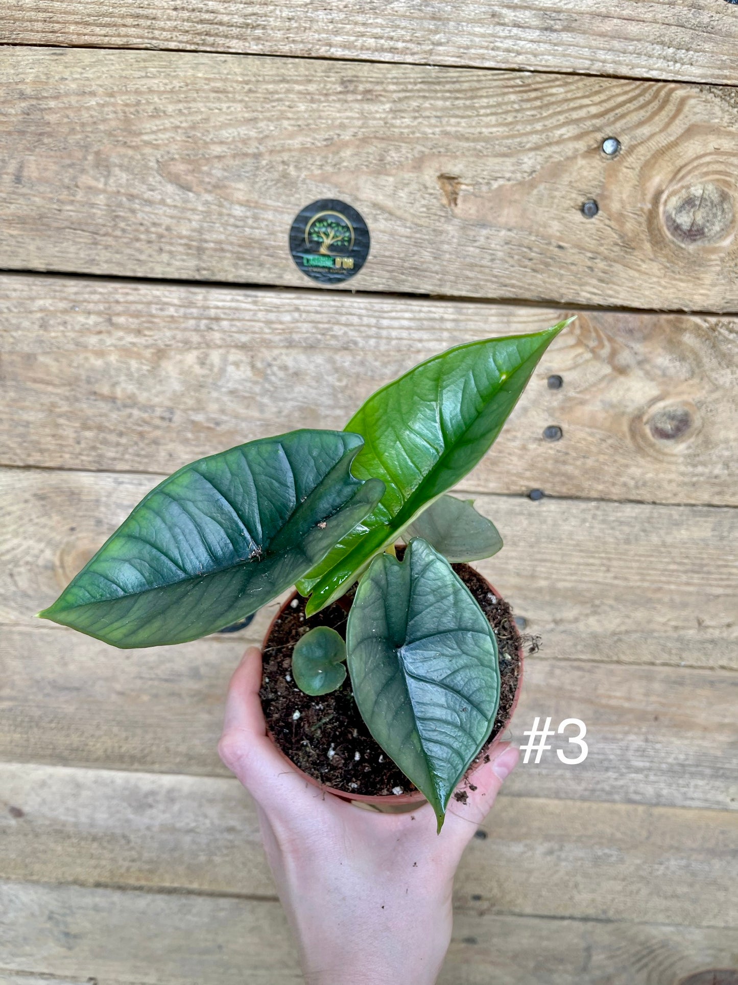 Alocasia platinium taille S