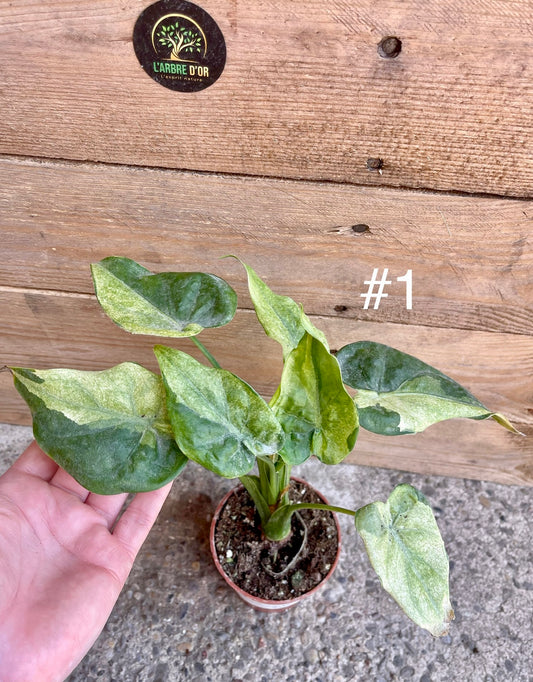 Alocasia Cuculata Mint variegata taille M