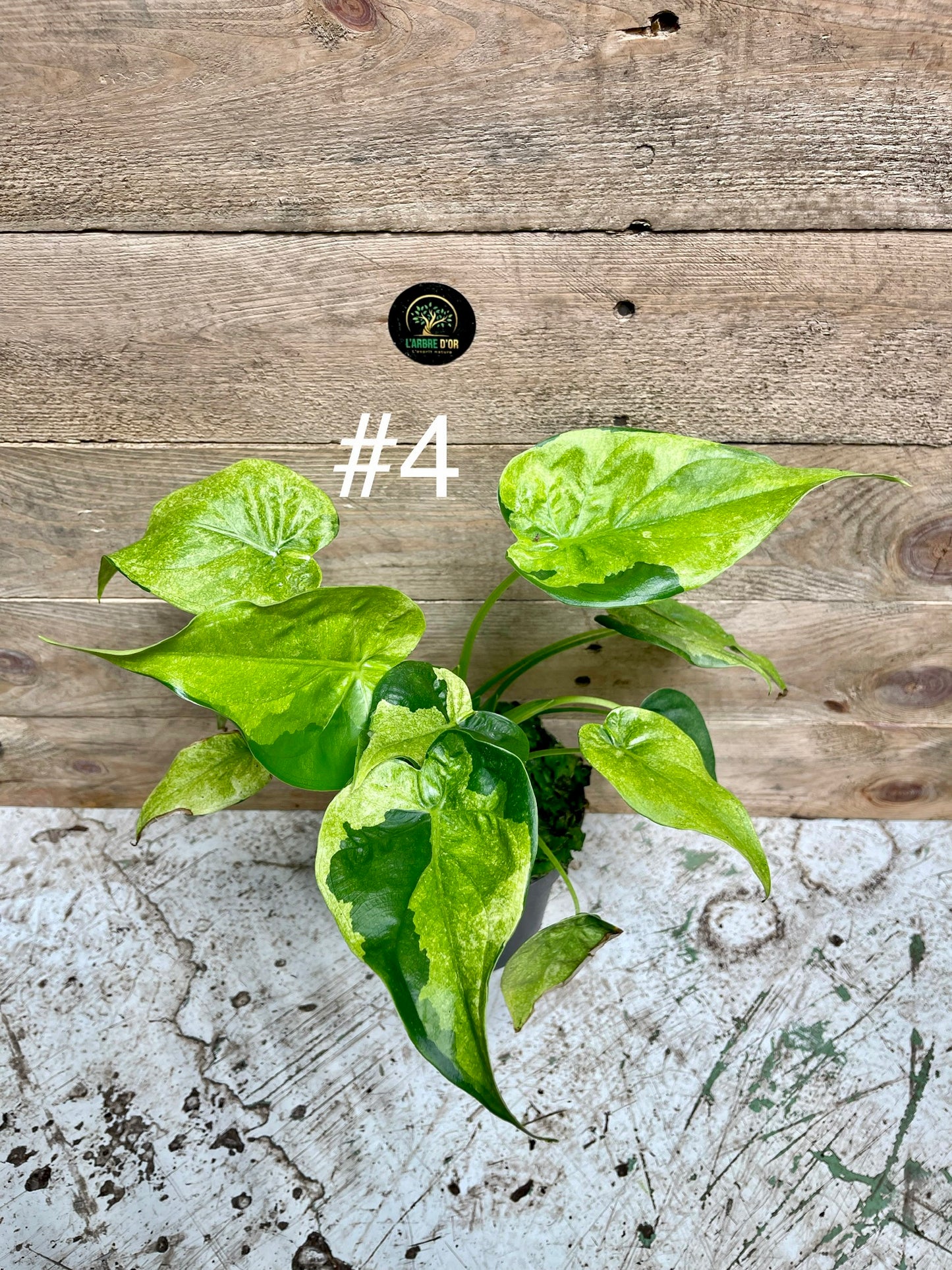 Alocasia cuculata variegata taille L