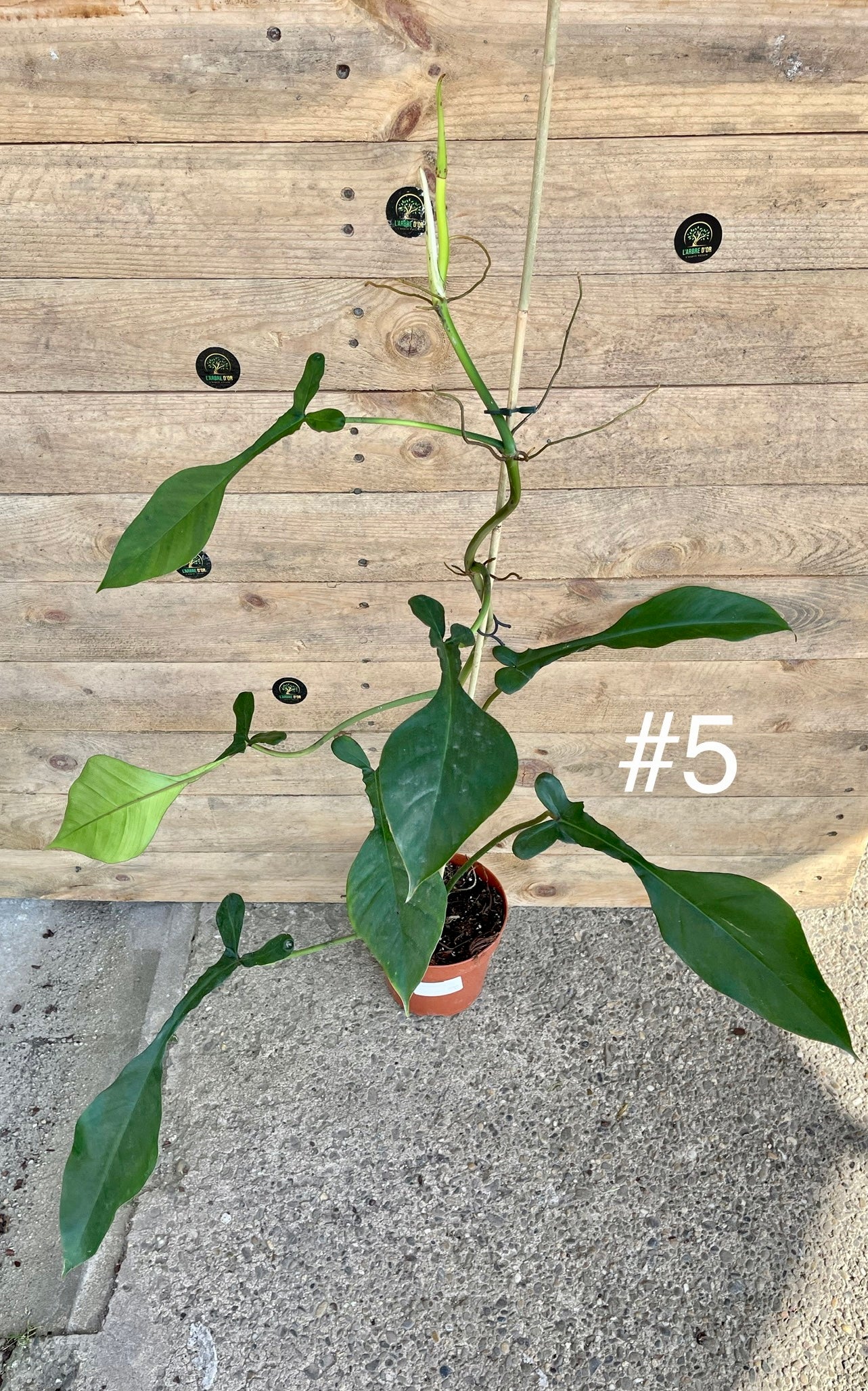 Philodendron joepii taille L