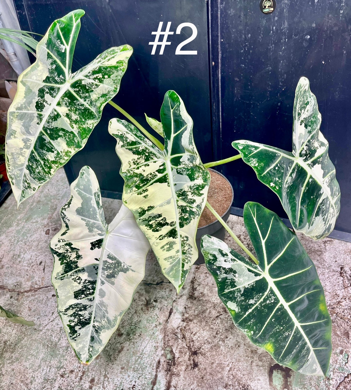Alocasia frydek variegata XL