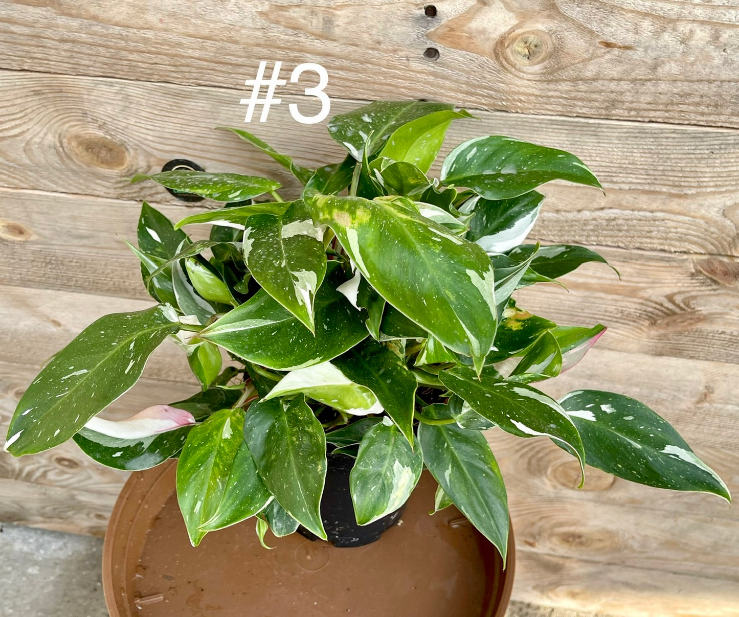 Philodendron white princess M