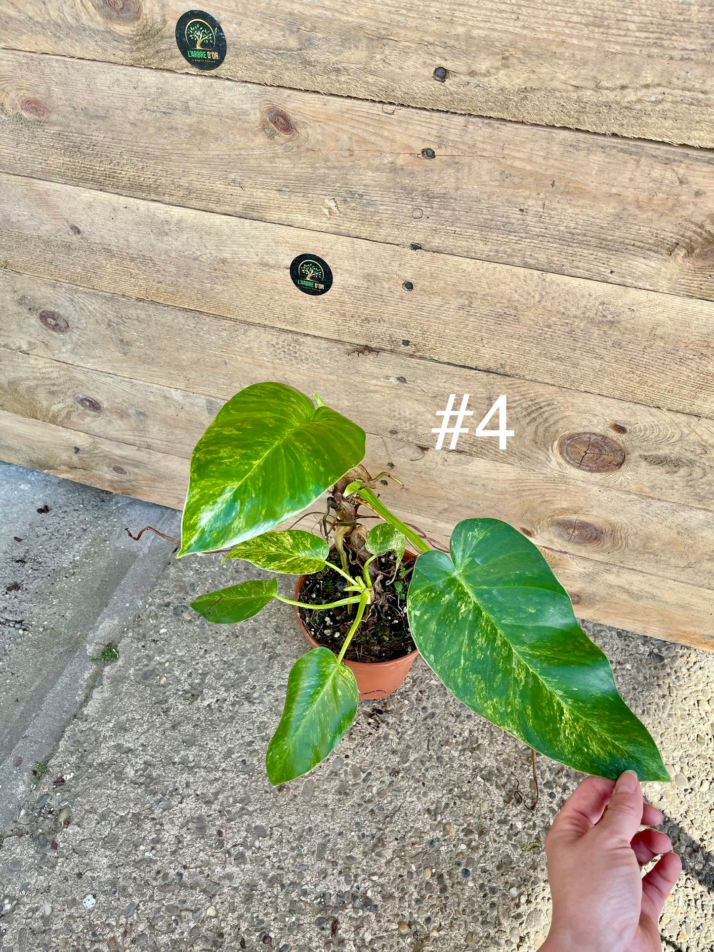 Philodendron Giganteum / blizzard Variegata