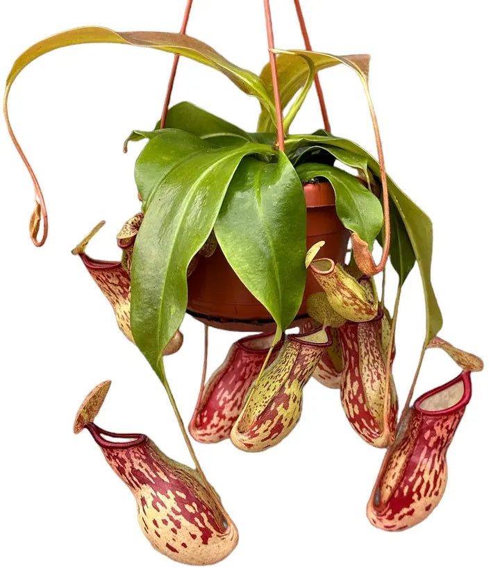 Nepenthes gaya