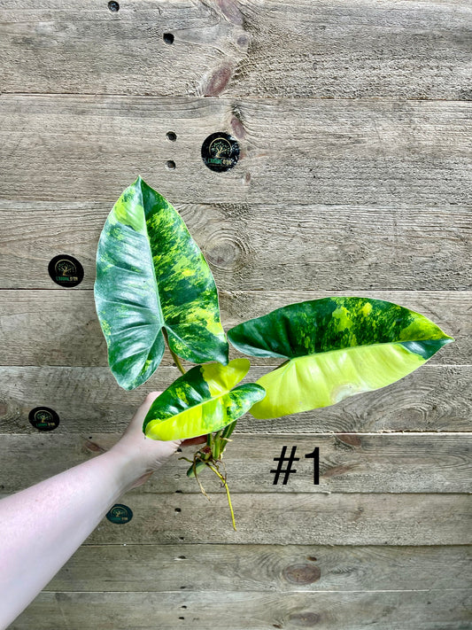 Philodendron burle marx variegata boutures / baby plantes