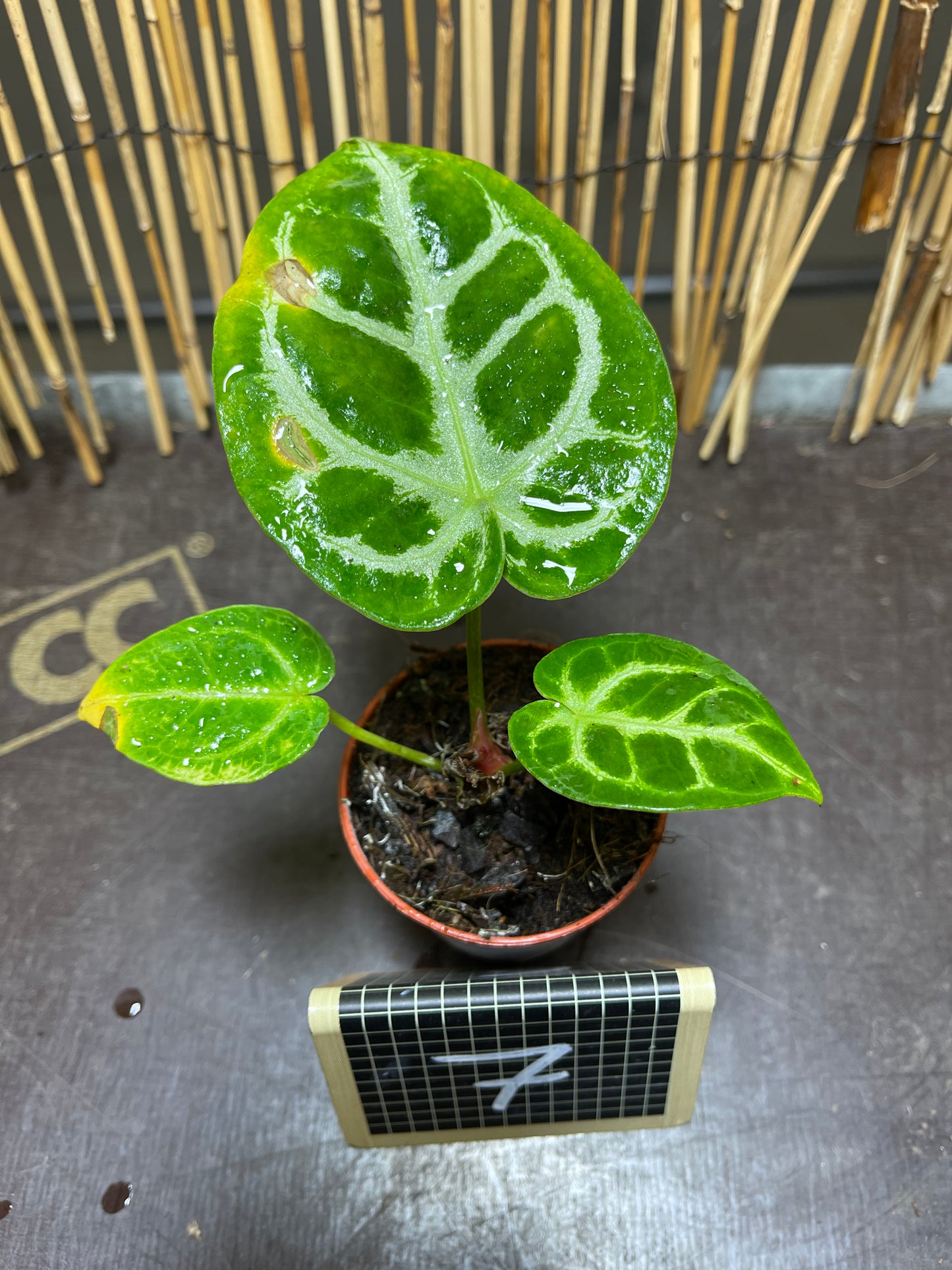 Anthurium silver blush baby