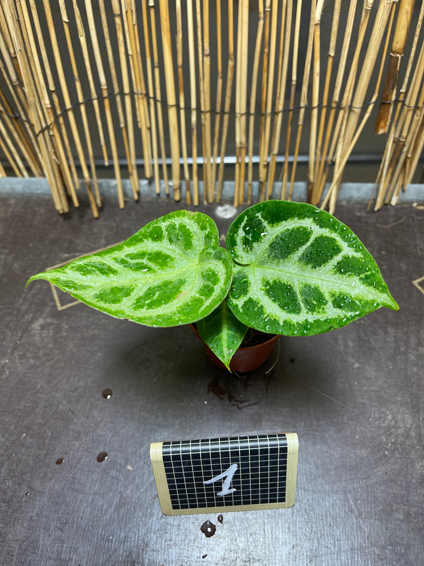 Anthurium silver blush baby