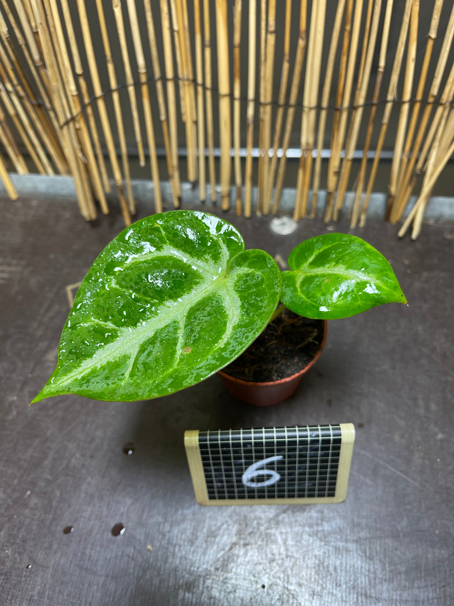 Anthurium silver blush baby