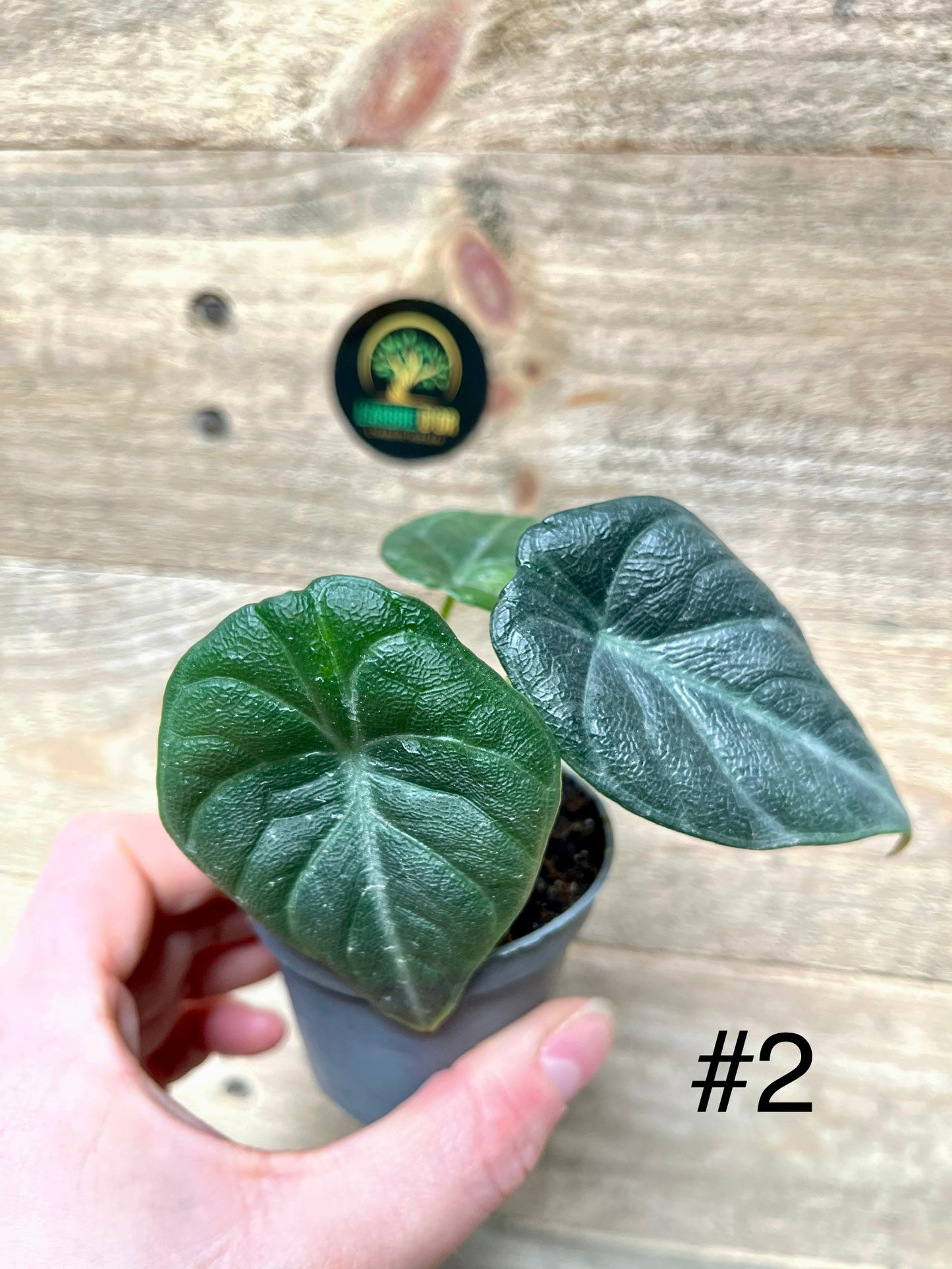 Alocasia Maharani grey dragon baby plantes
