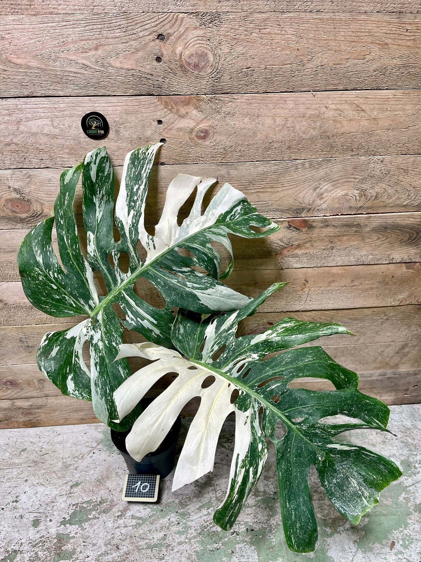 Monstera delisciosa variegata boutures  (VRAI DELICIOSA)