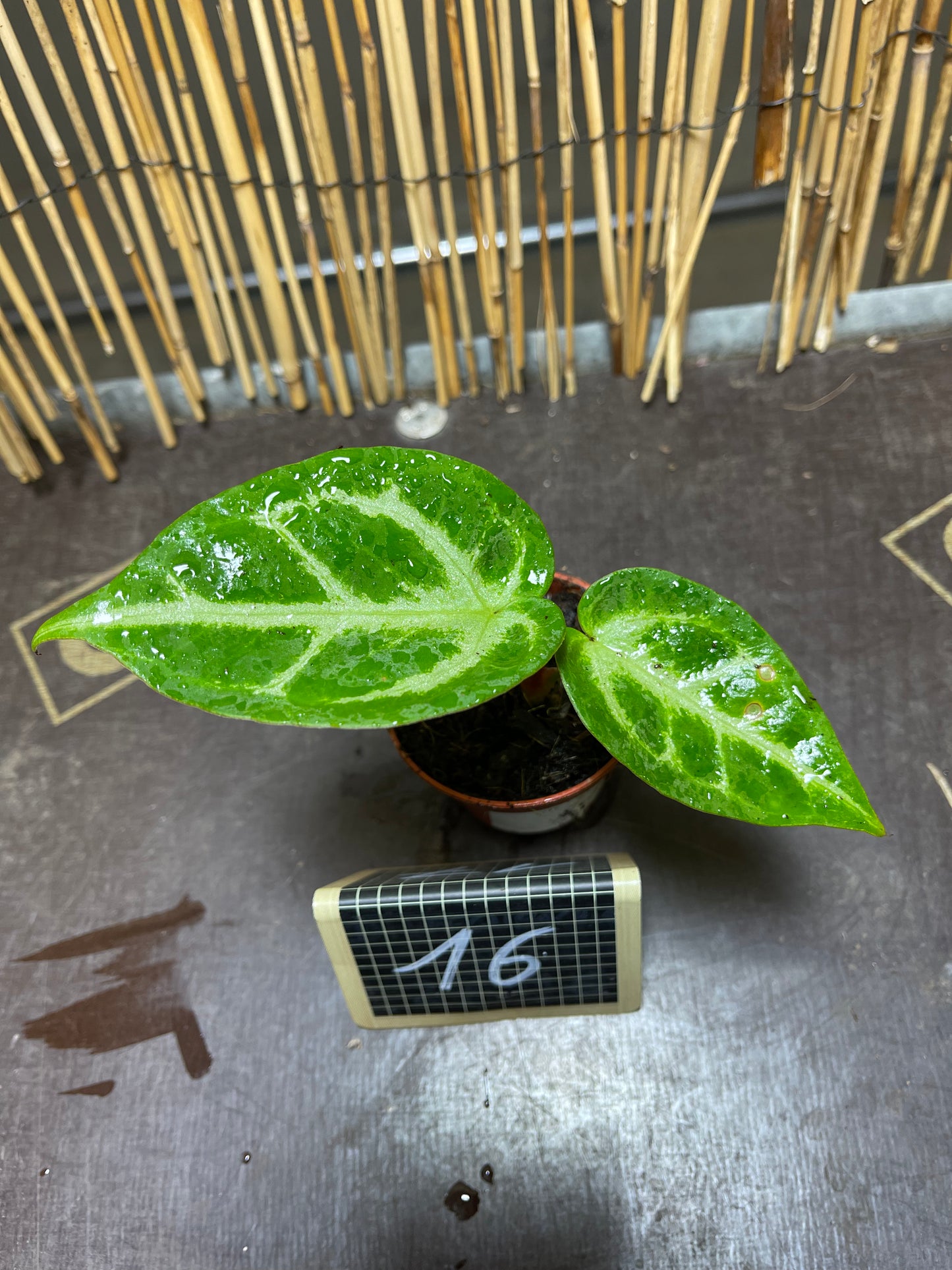 Anthurium silver blush baby