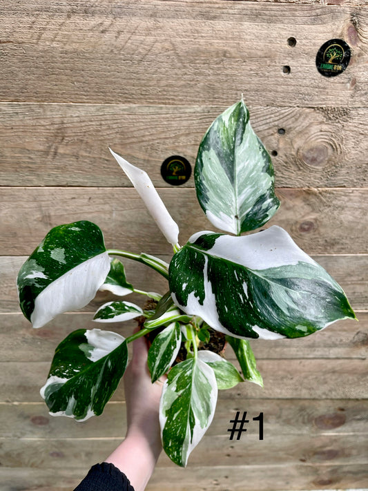Philodendron white wizard taille M haute variegation