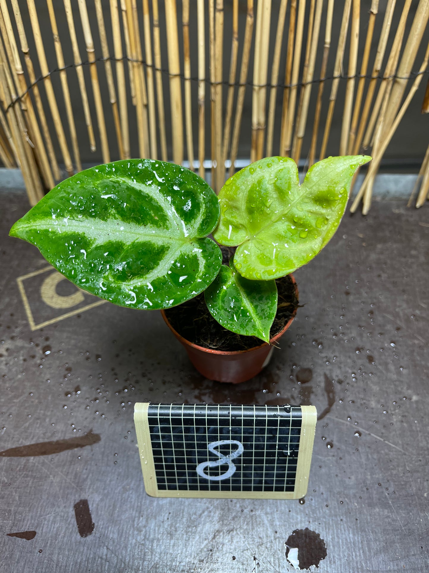 Anthurium silver blush baby