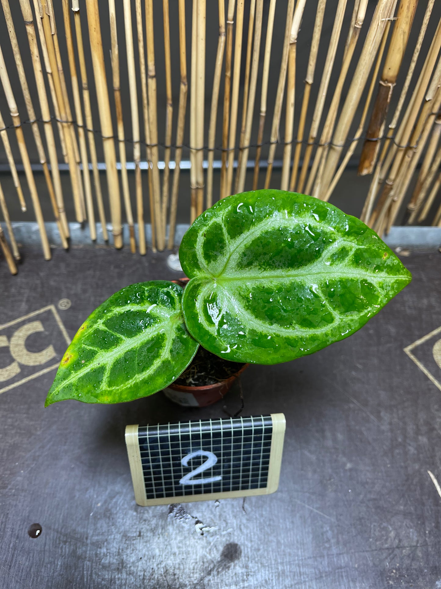 Anthurium silver blush baby