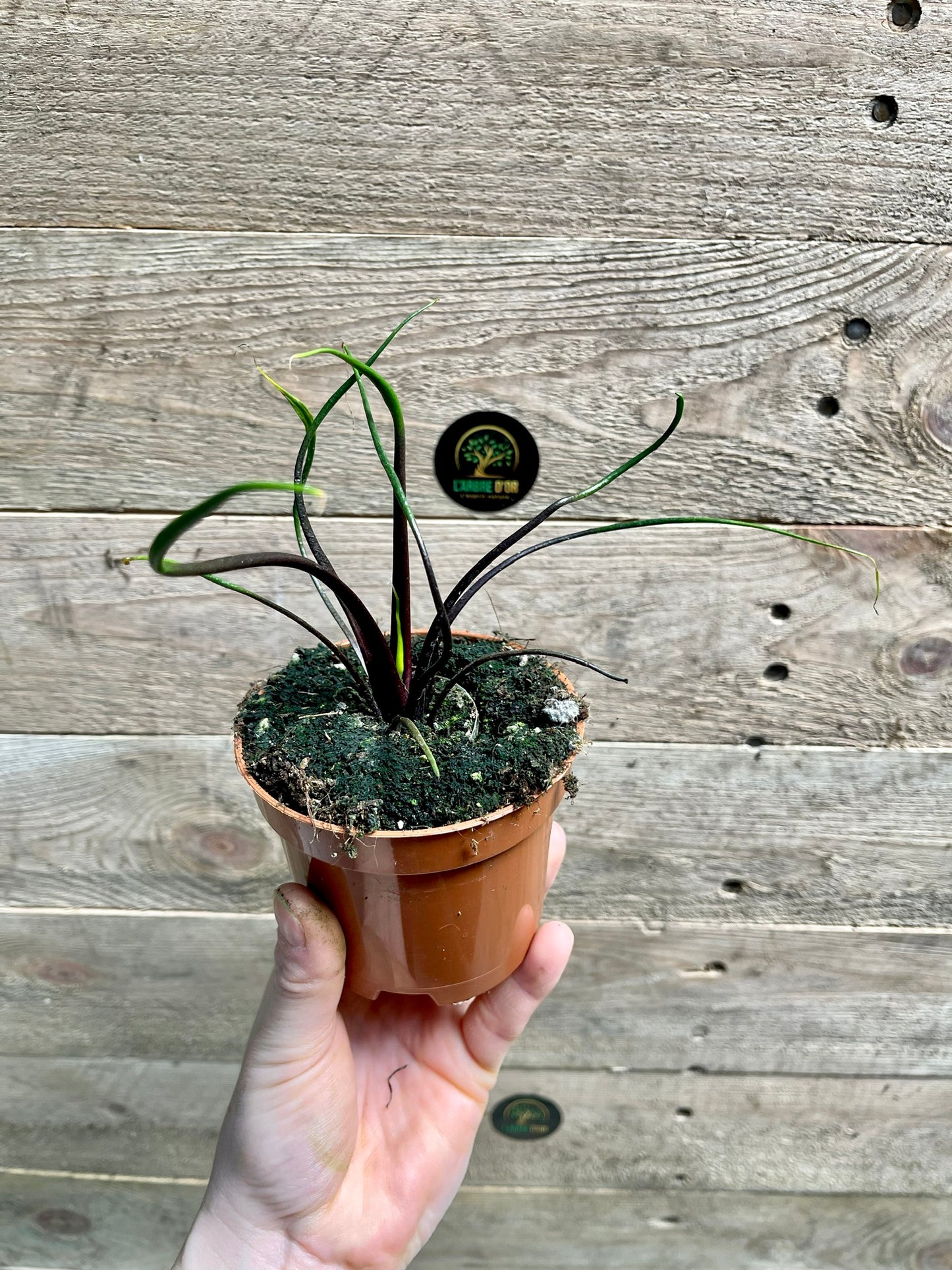 Alocasia flying squid