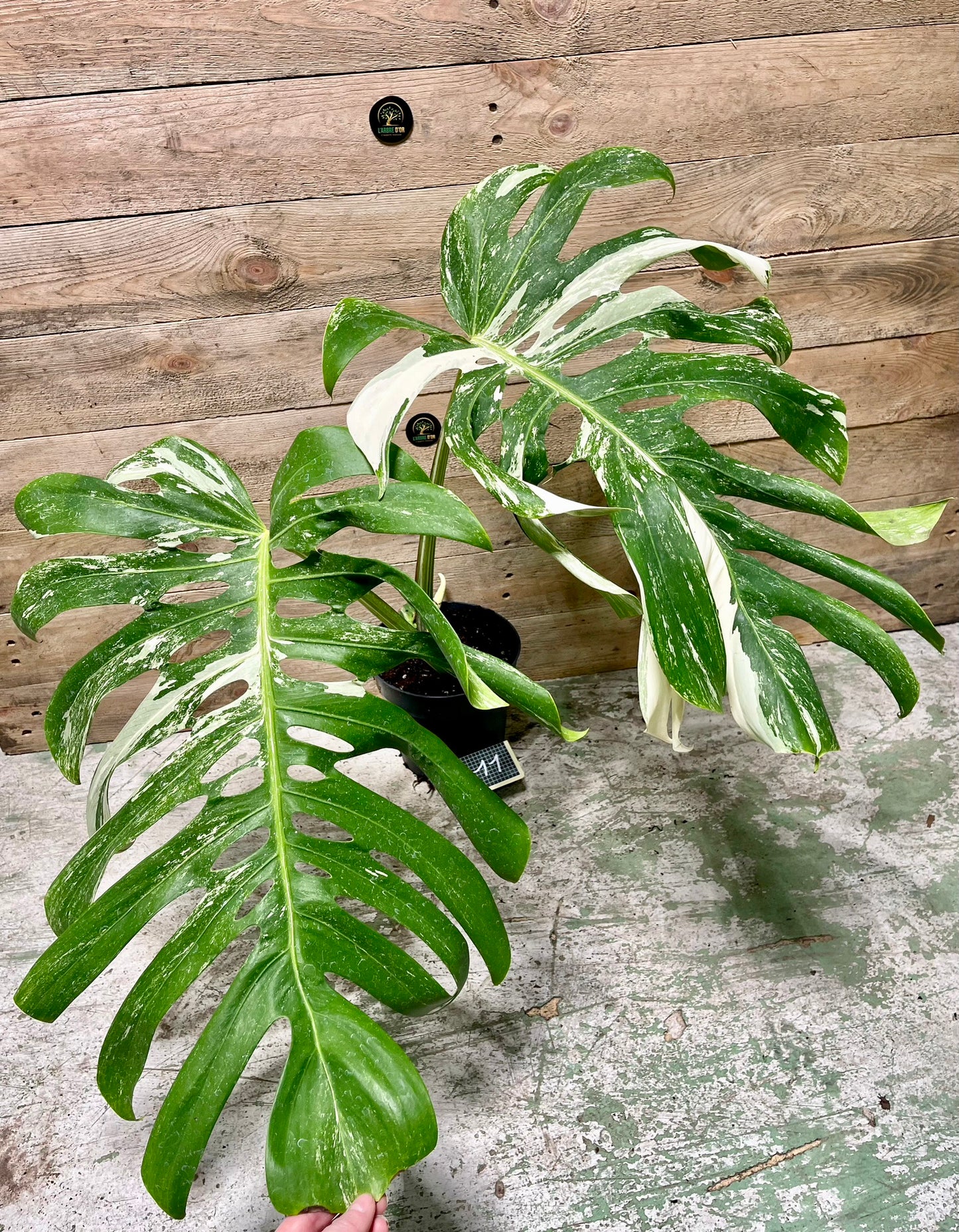 Monstera delisciosa variegata boutures  (VRAI DELICIOSA)