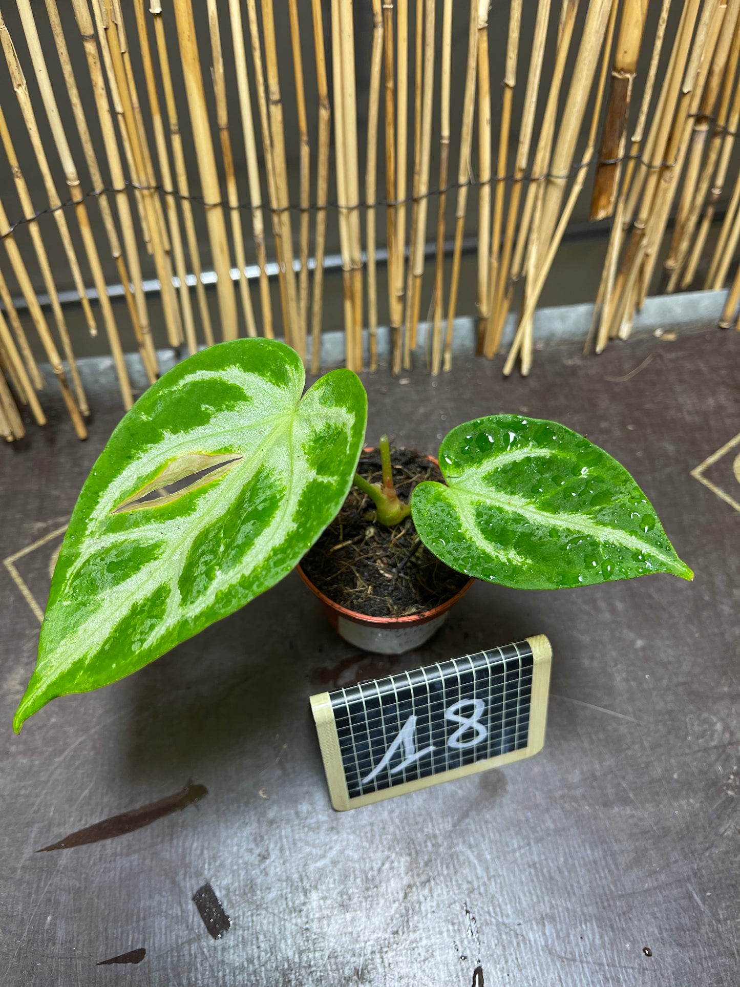 Anthurium silver blush baby