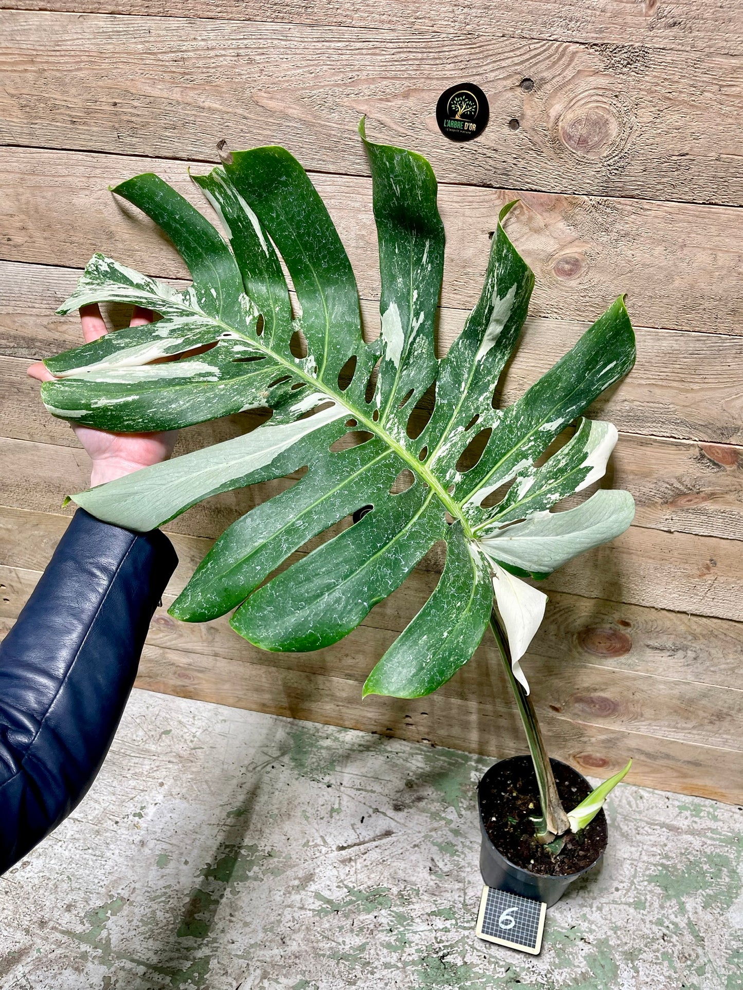 Monstera delisciosa variegata boutures  (VRAI DELICIOSA)