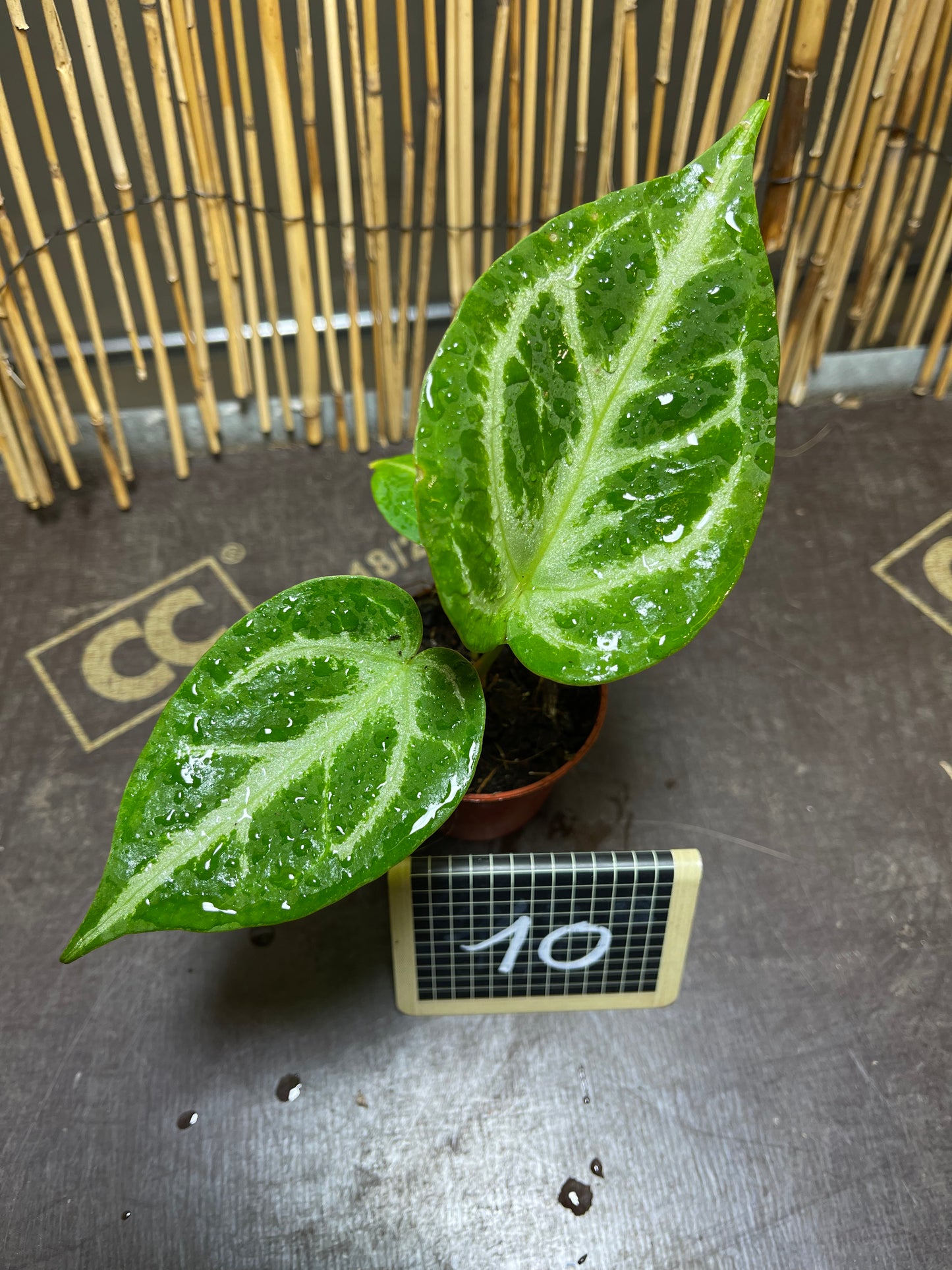 Anthurium silver blush baby