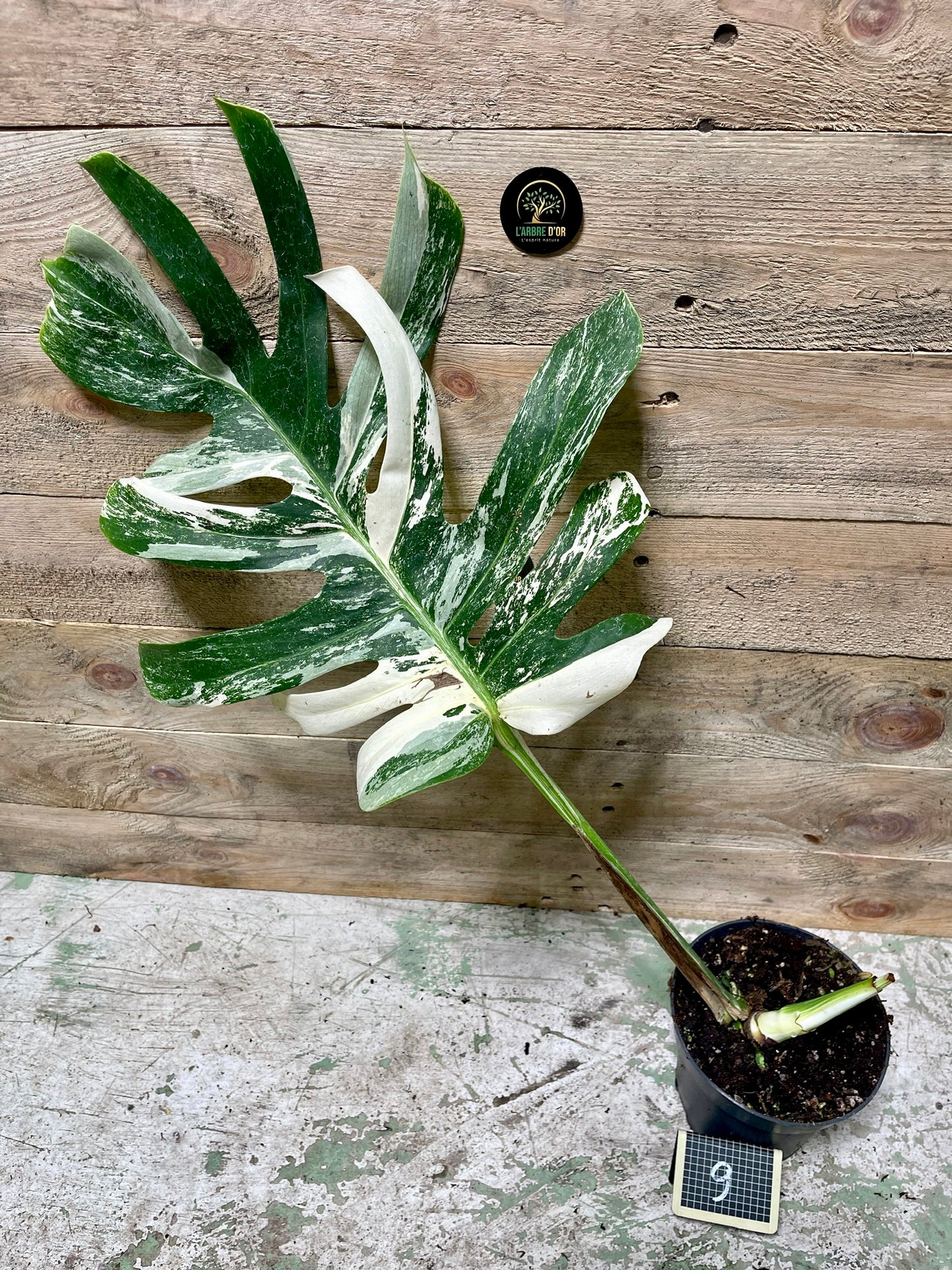 Monstera delisciosa variegata boutures  (VRAI DELICIOSA)