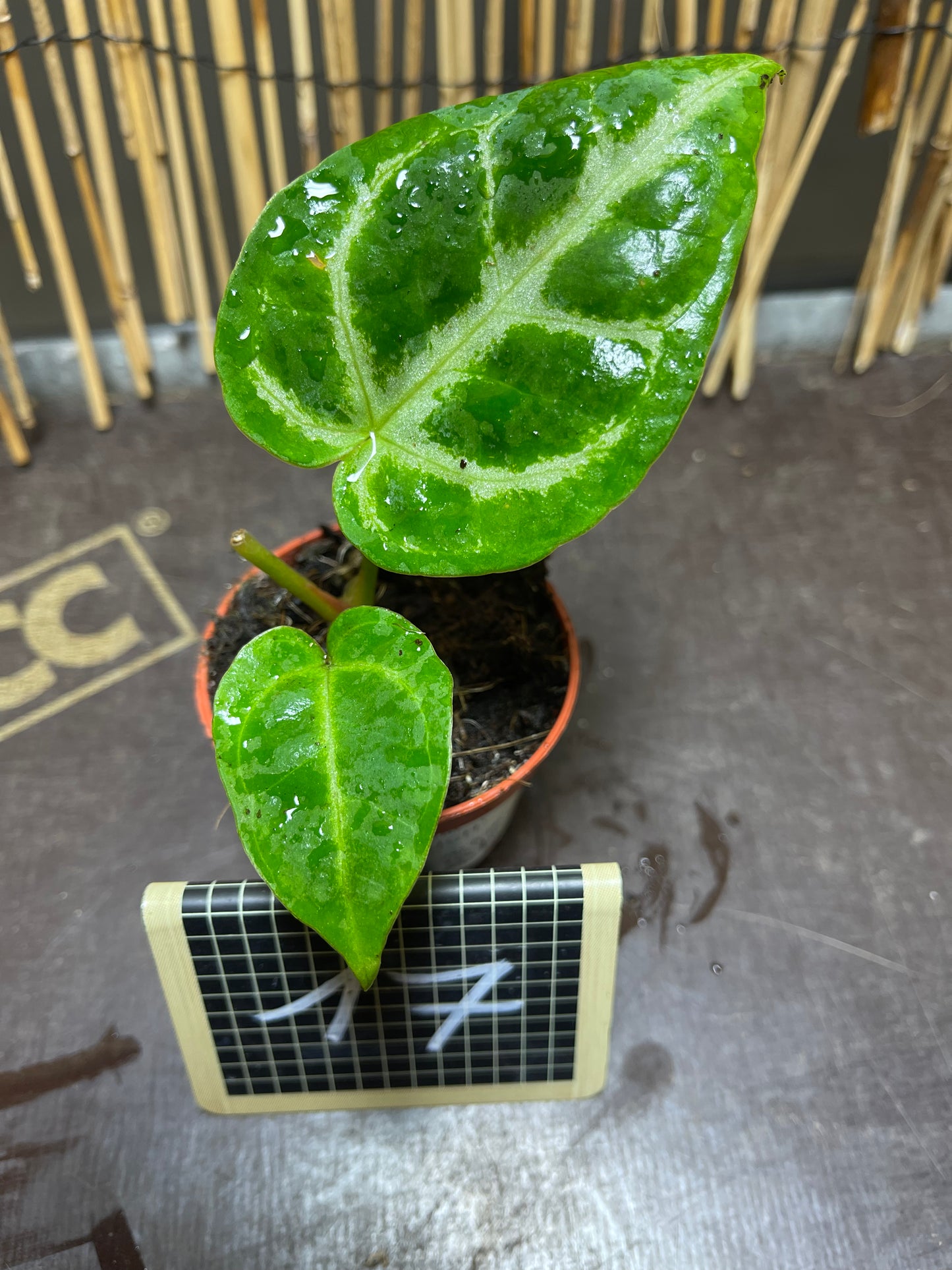 Anthurium silver blush baby