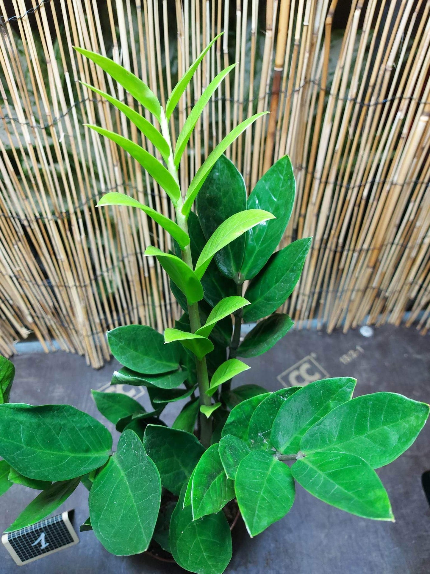 Zamioculcas zamifolia