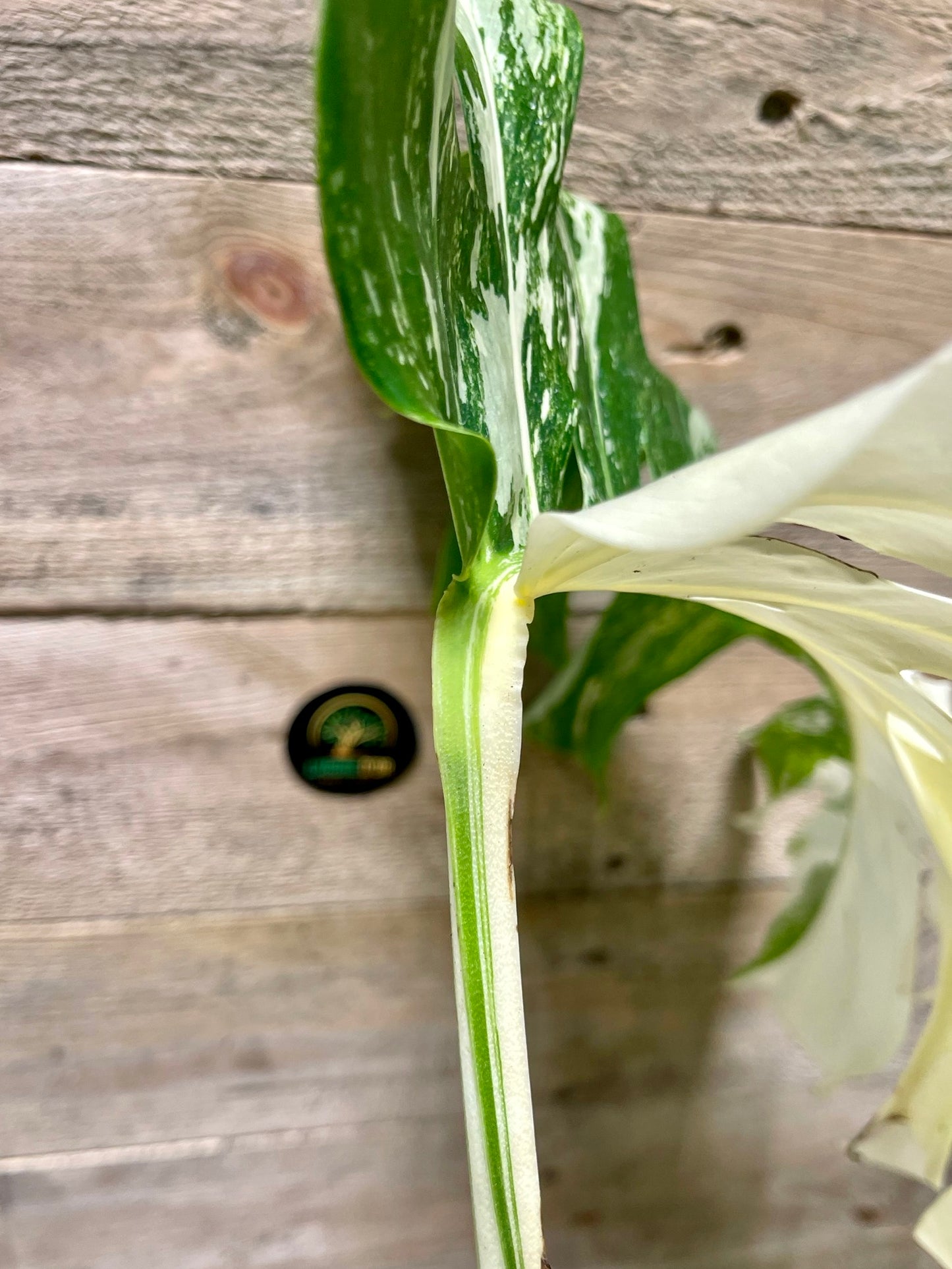 Monstera delisciosa variegata boutures  (VRAI DELICIOSA)