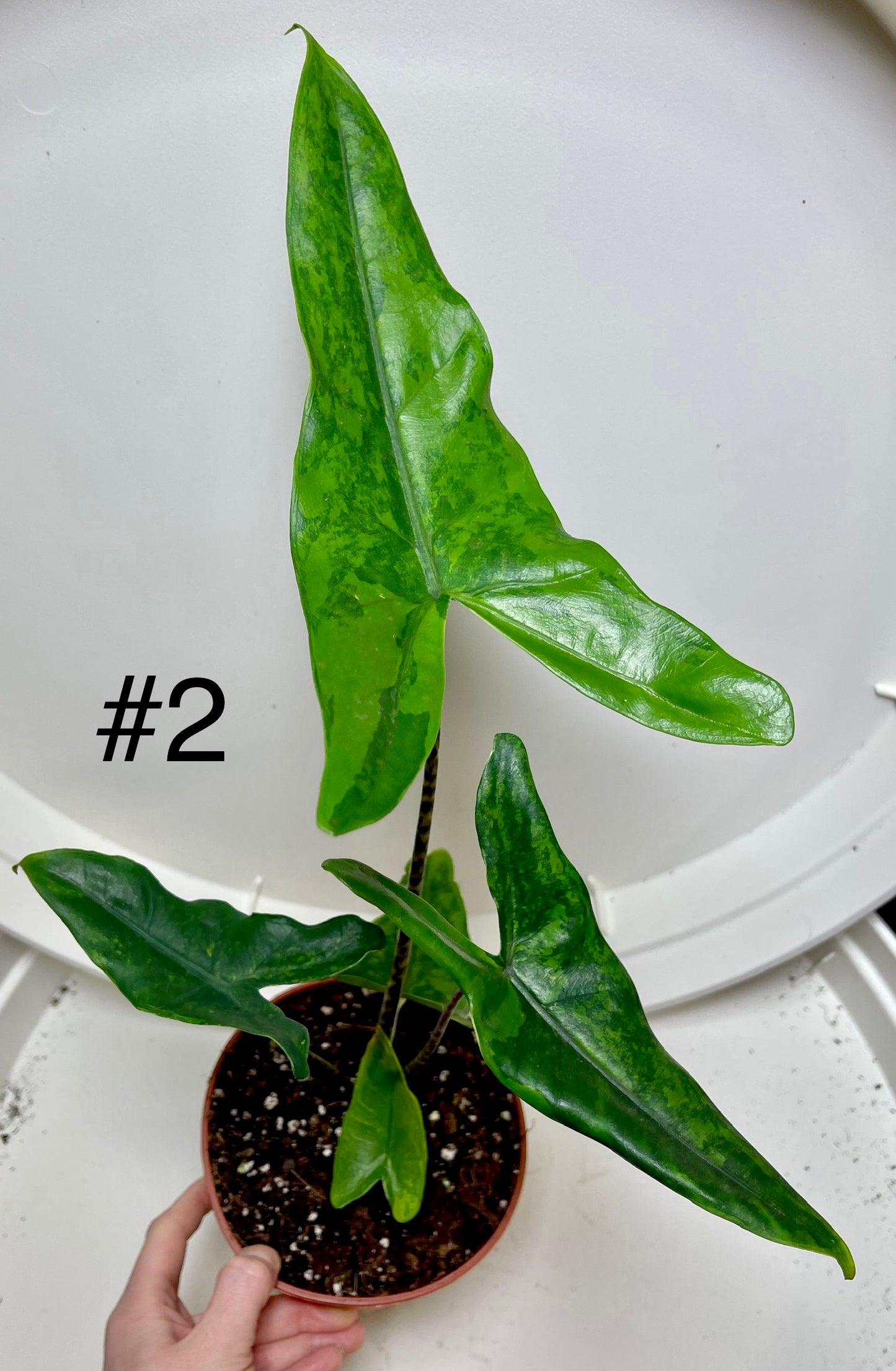 Alocasia Tigrina variegata