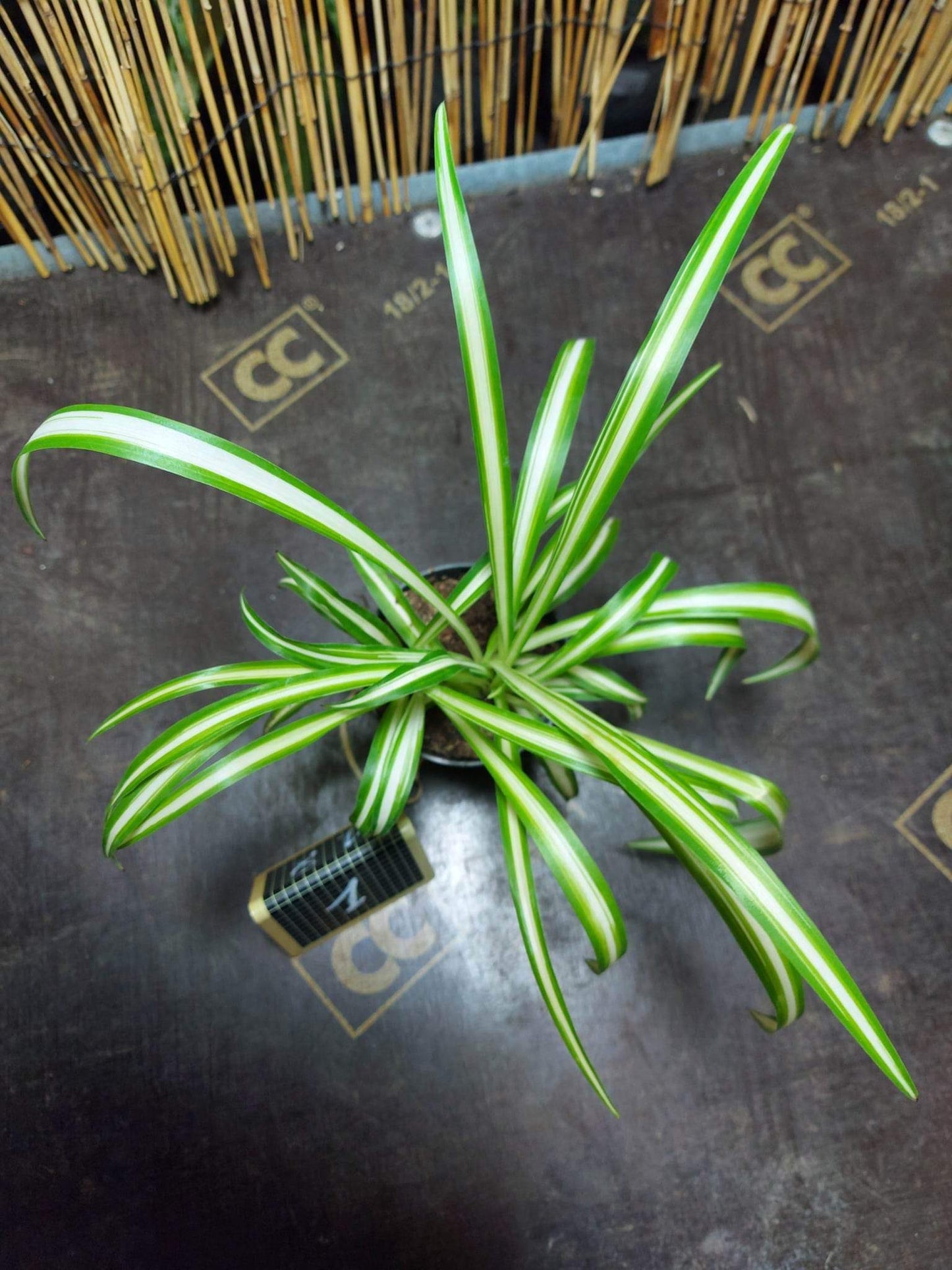 Chlorophytum