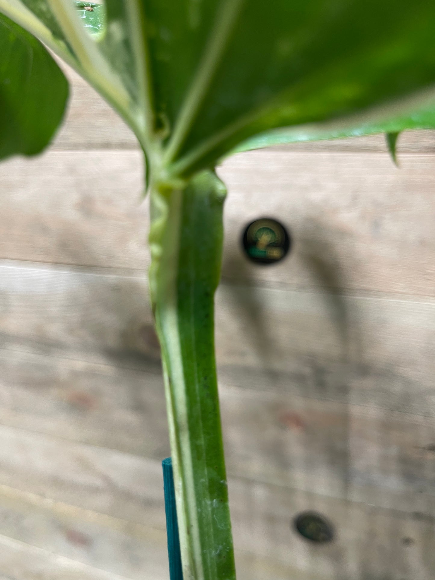 Monstera delisciosa variegata boutures  (VRAI DELICIOSA)