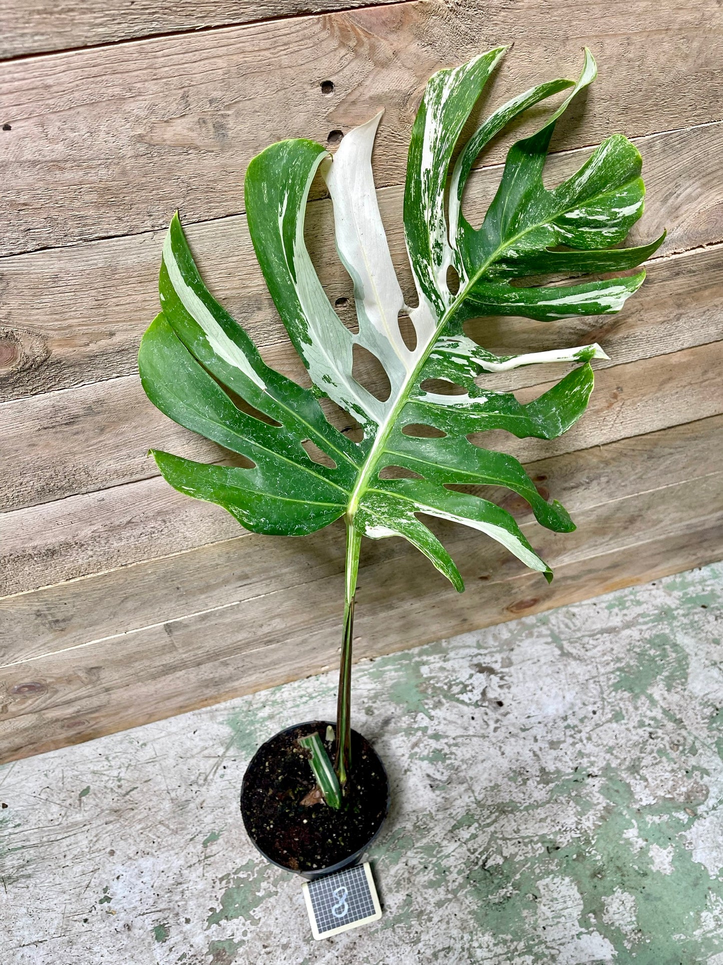 Monstera delisciosa variegata boutures  (VRAI DELICIOSA)