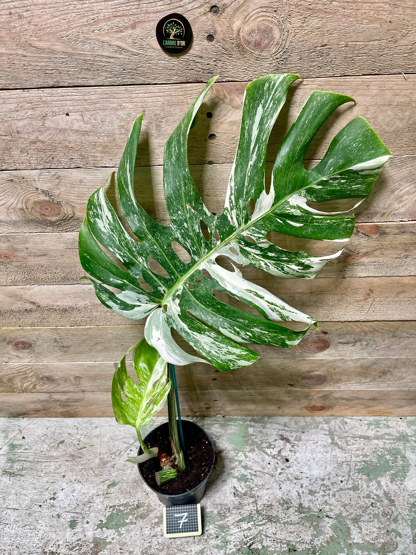 Monstera delisciosa variegata boutures  (VRAI DELICIOSA)