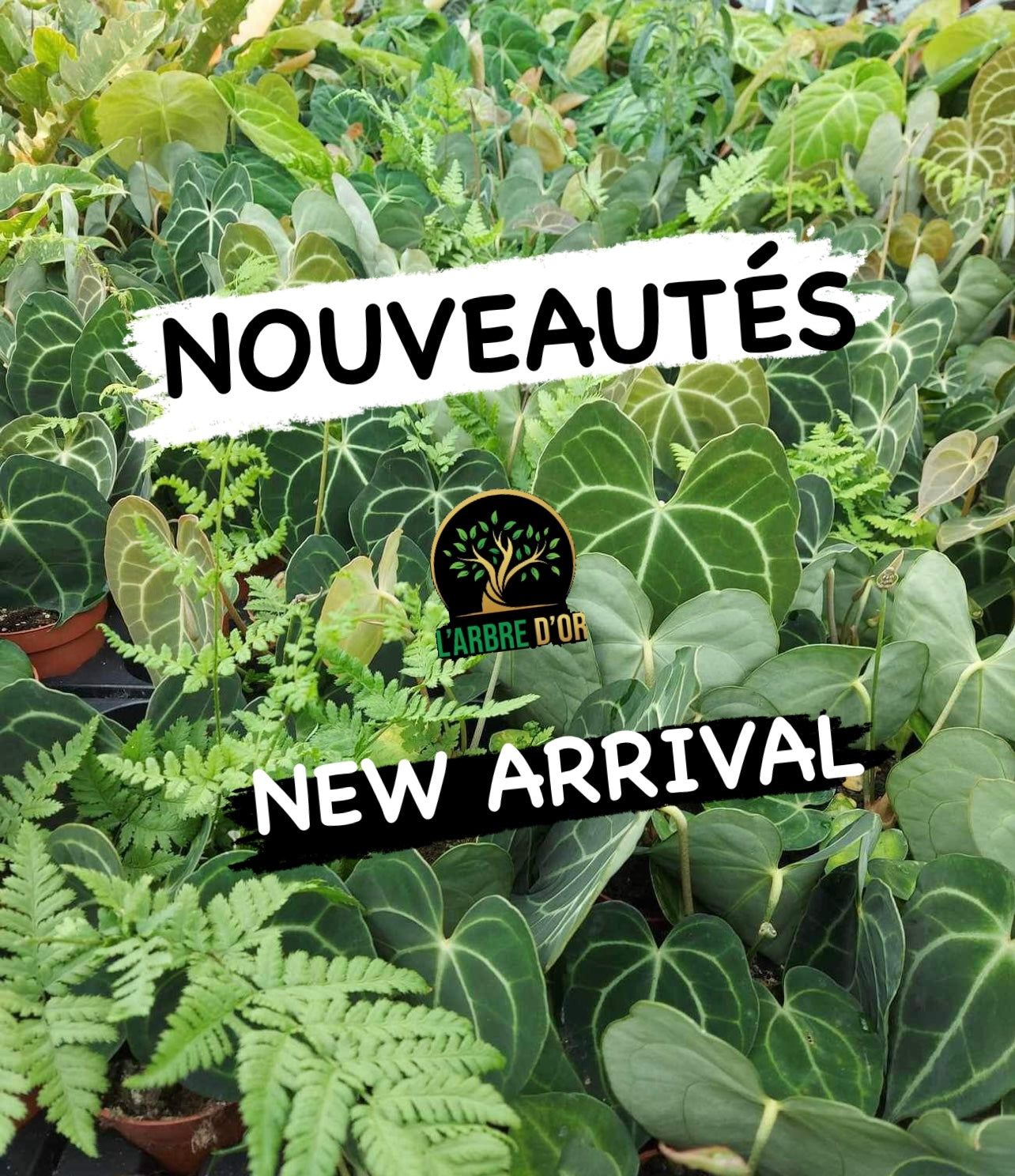 NOUVEAUTÉ / NEW ARRIVAL