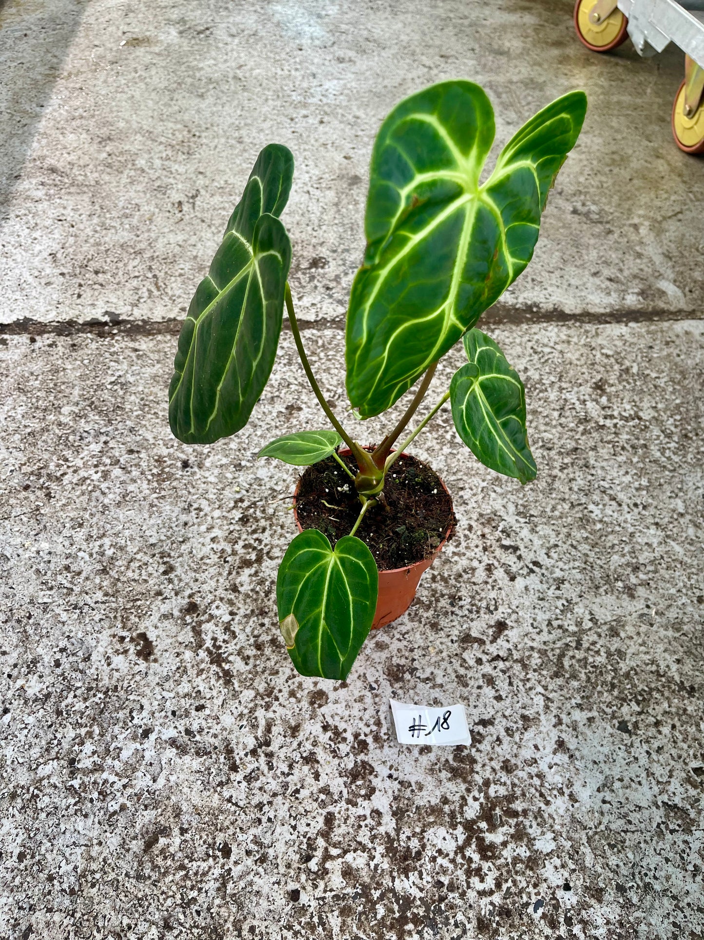 PLANTE A SAUVER