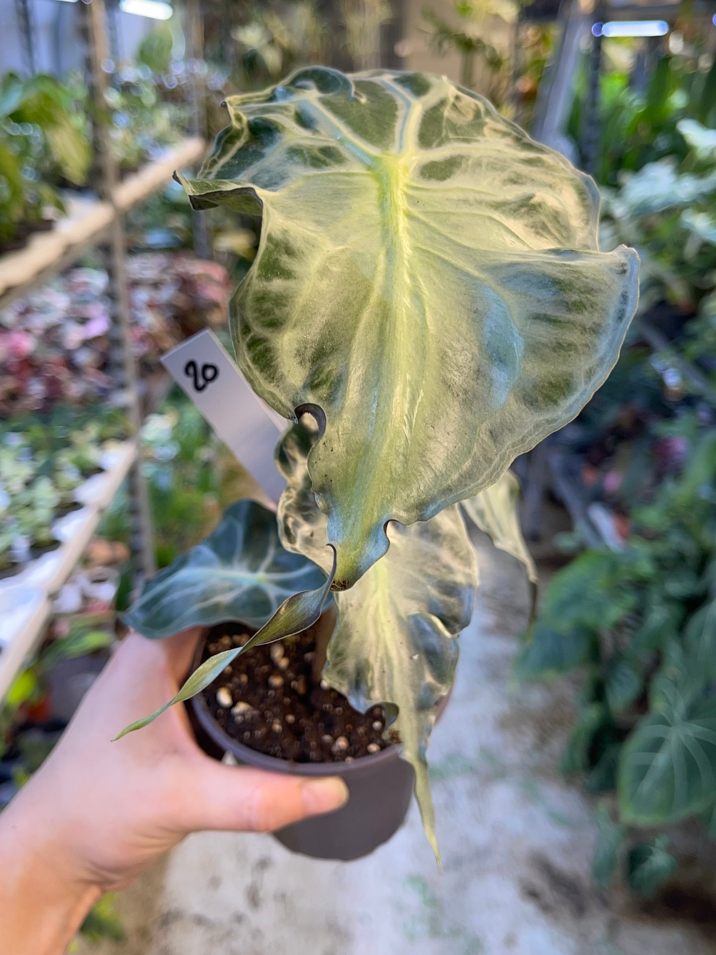 ALOCASIA VENOM L NEW