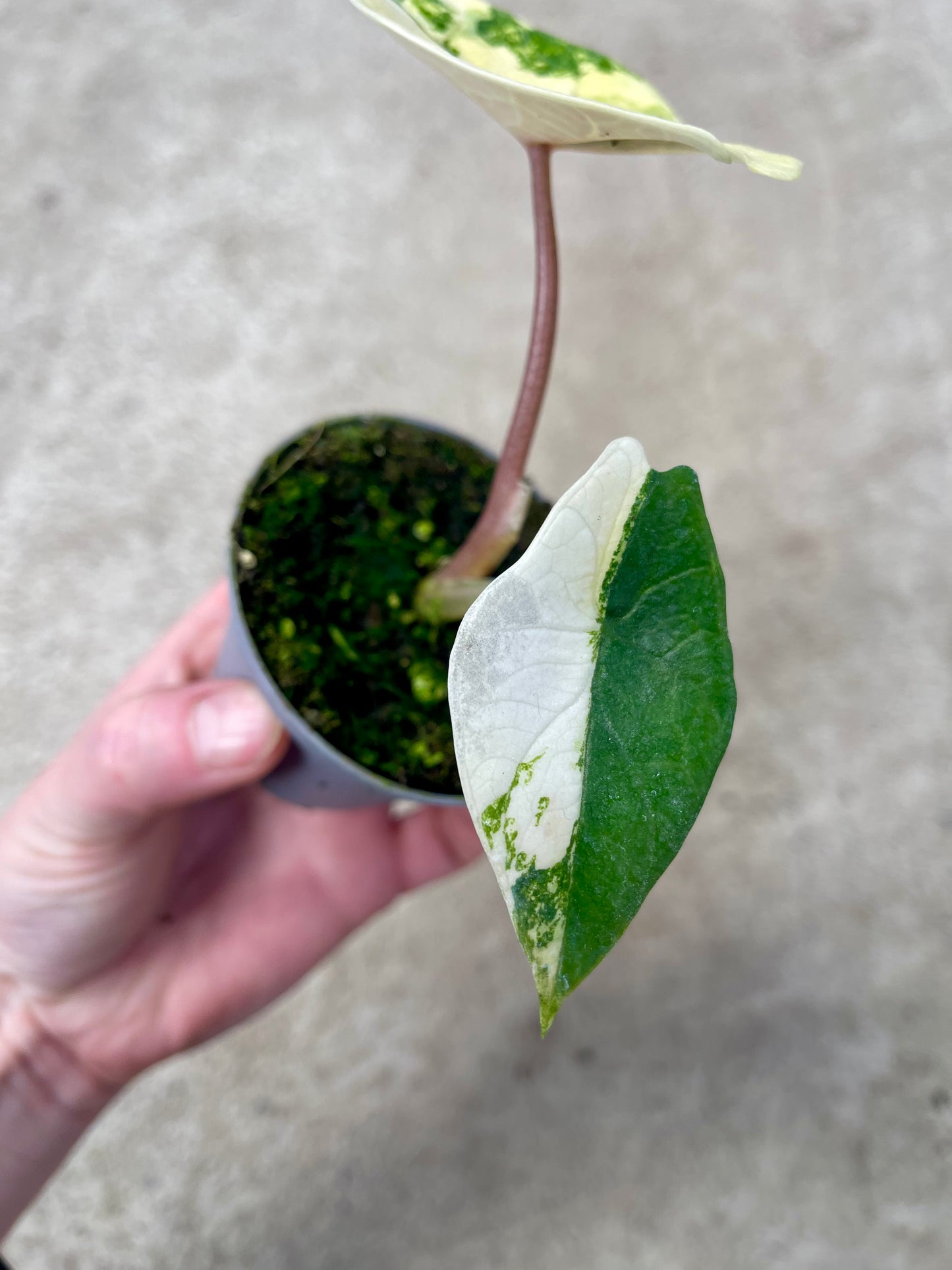 ALO.CASIA SCALPRUM ALBO VARIEGATA