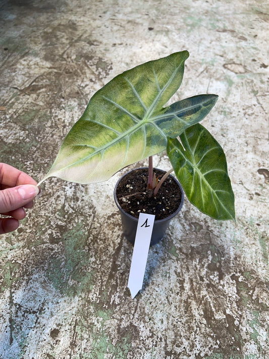 Alocasia nairobi nights variegata