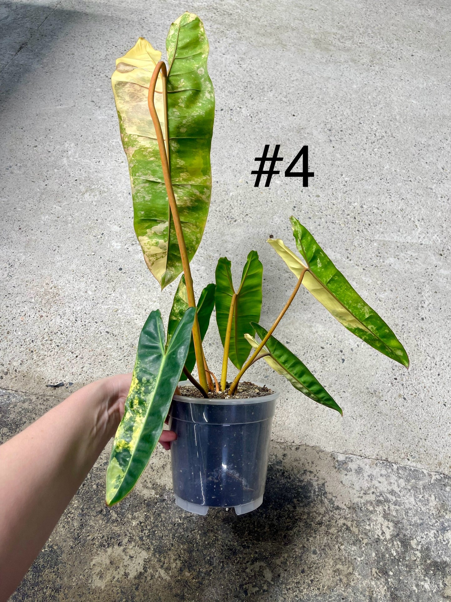 PHILODENDRON BILLIETIAE VARIEGATA NEW