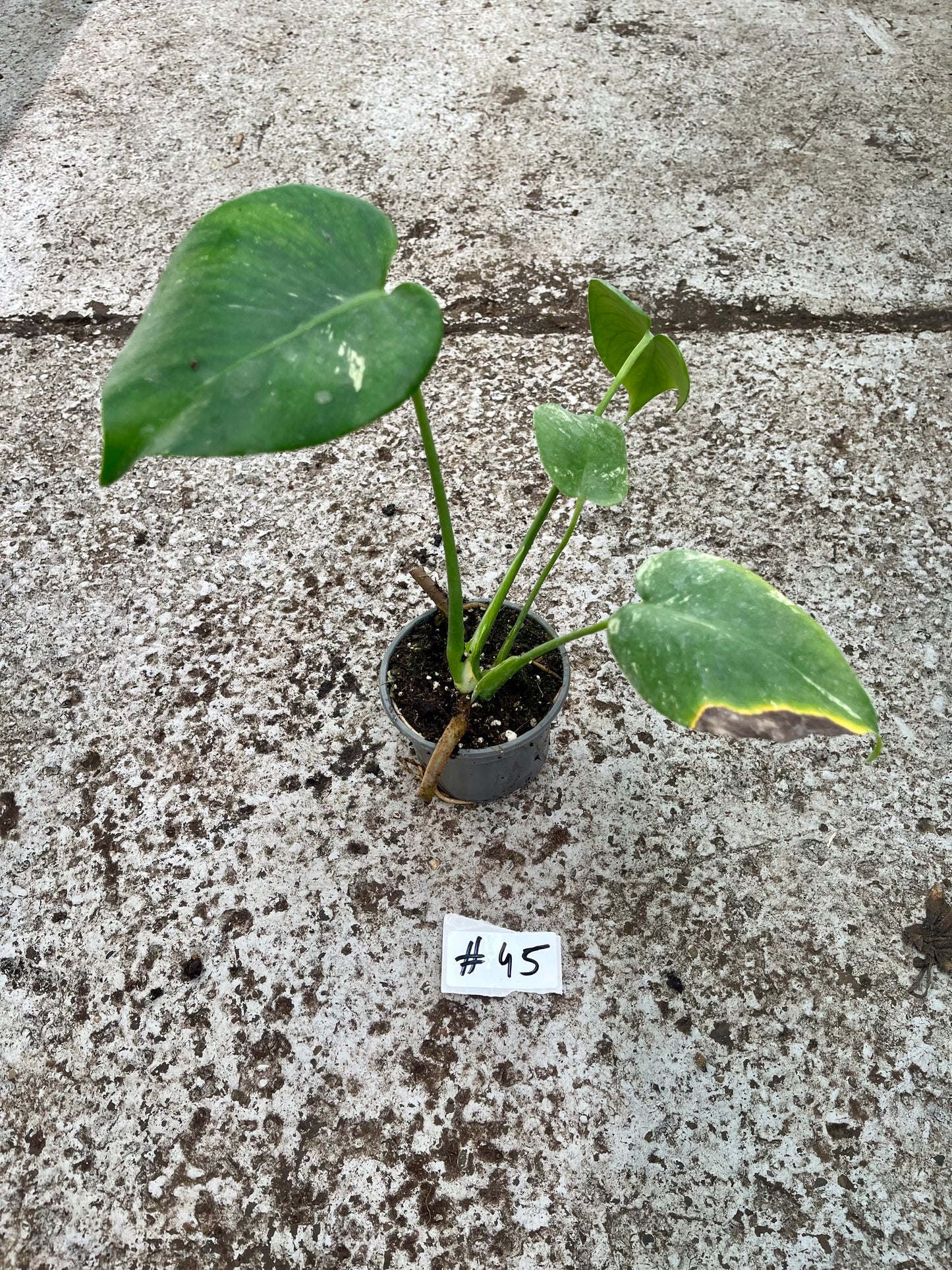 PLANTE A SAUVER