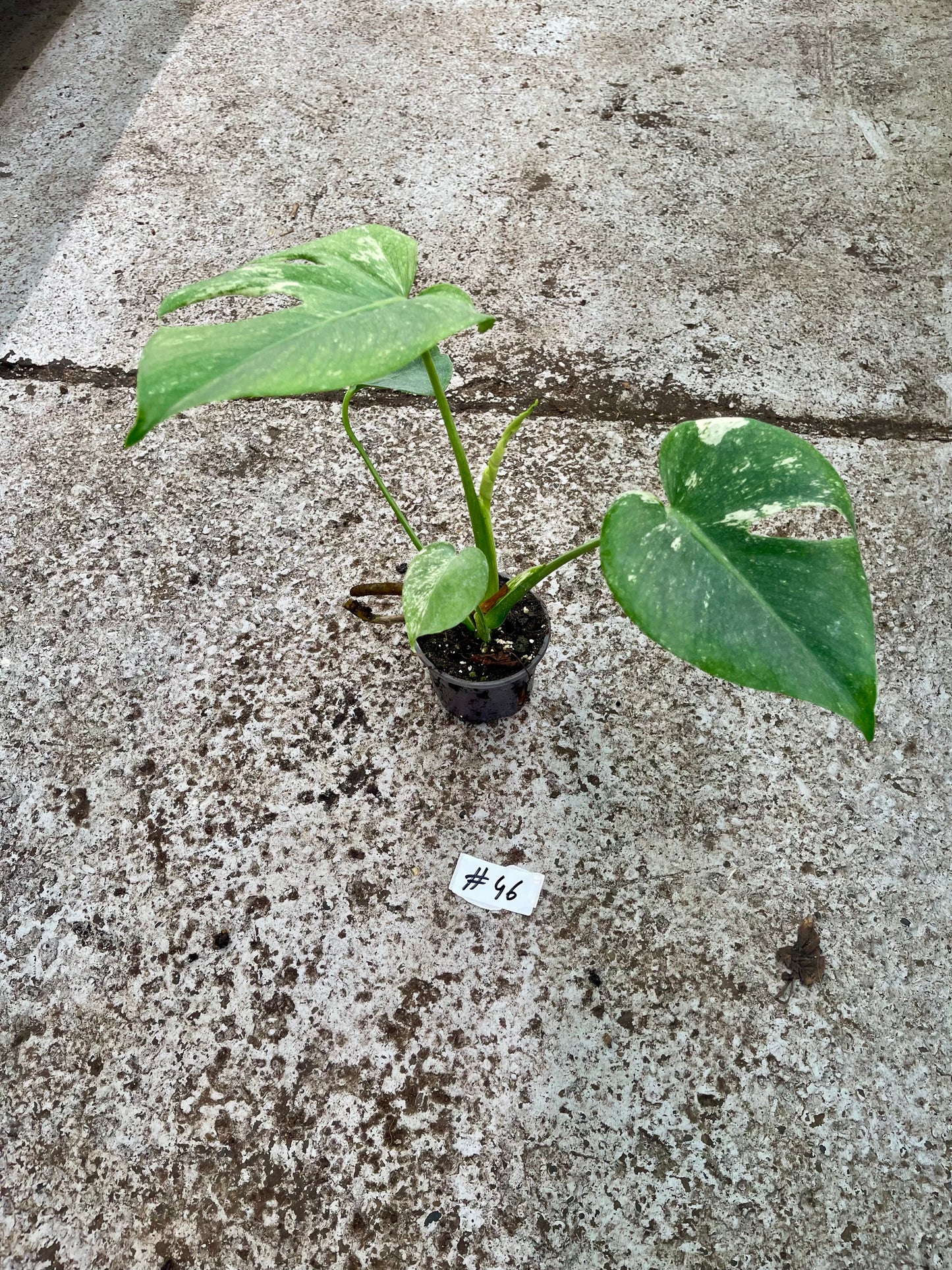 PLANTE A SAUVER
