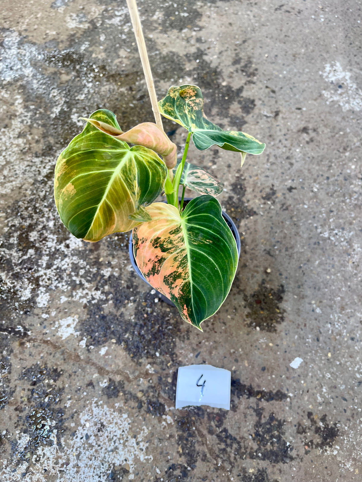 PHILODENDRON MELANOCHRYSUM VARIEGATA / ORANGE PINK
