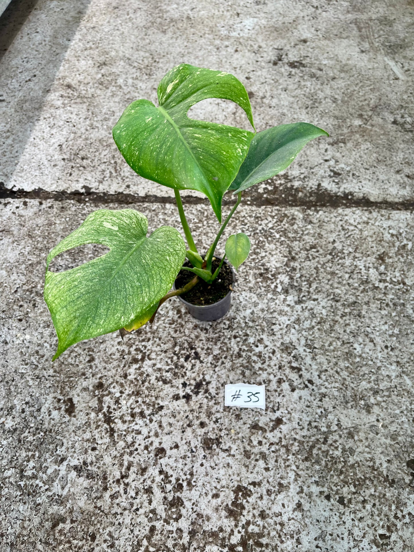 PLANTE A SAUVER